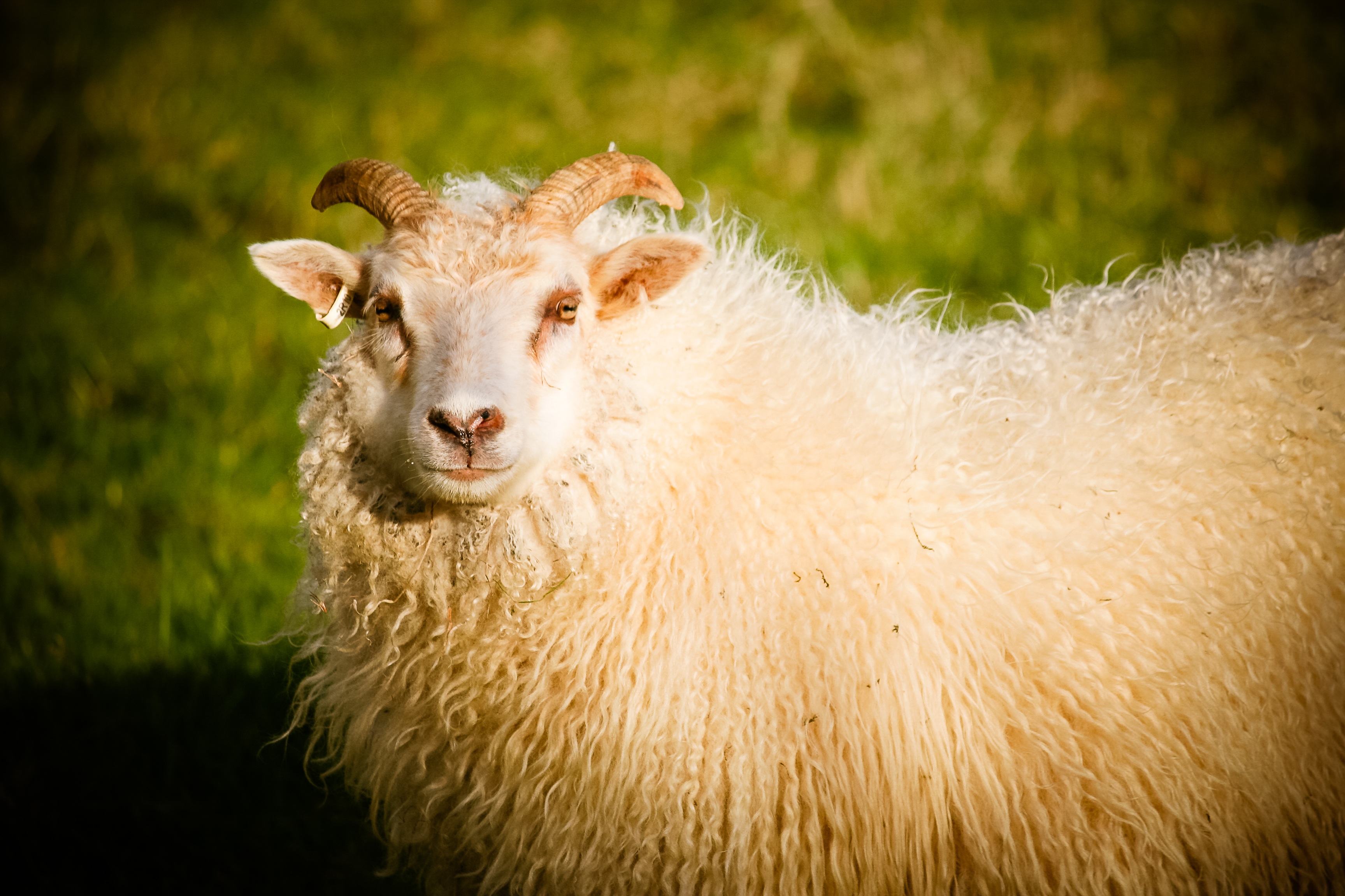 iceland, livestock, field, grasses, countryside, full, lamb, new, goat, white, meat, pets, design, vertebrate, brown, animal head, cattle, focus on foreground, HD Wallpaper