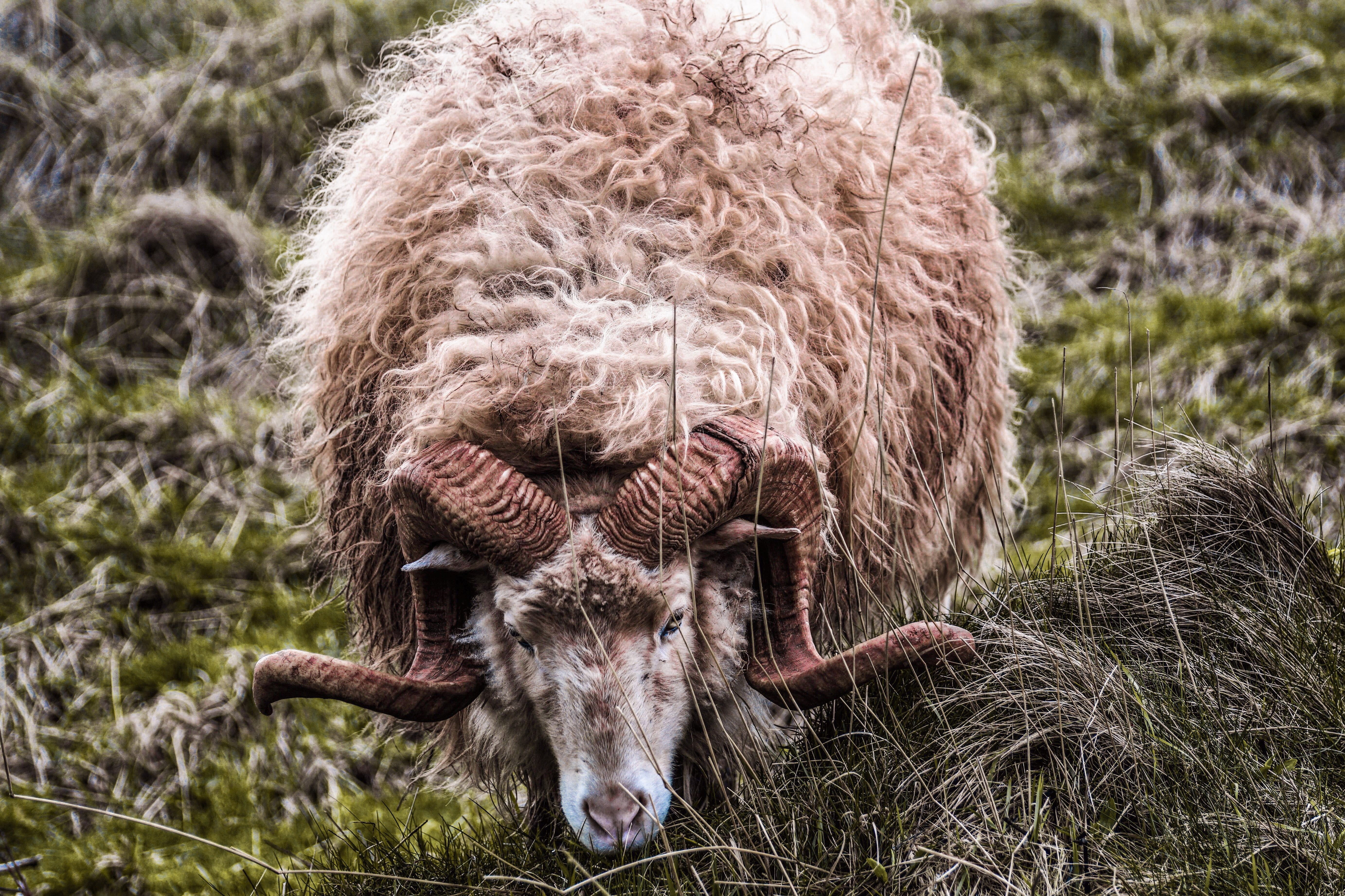bock, horned, one animal, day, animal wildlife, horns, sheep, landscape, aries, domestic sheep, domestic animals, herbivorous, wild, mammal, cattle, grass, HD Wallpaper