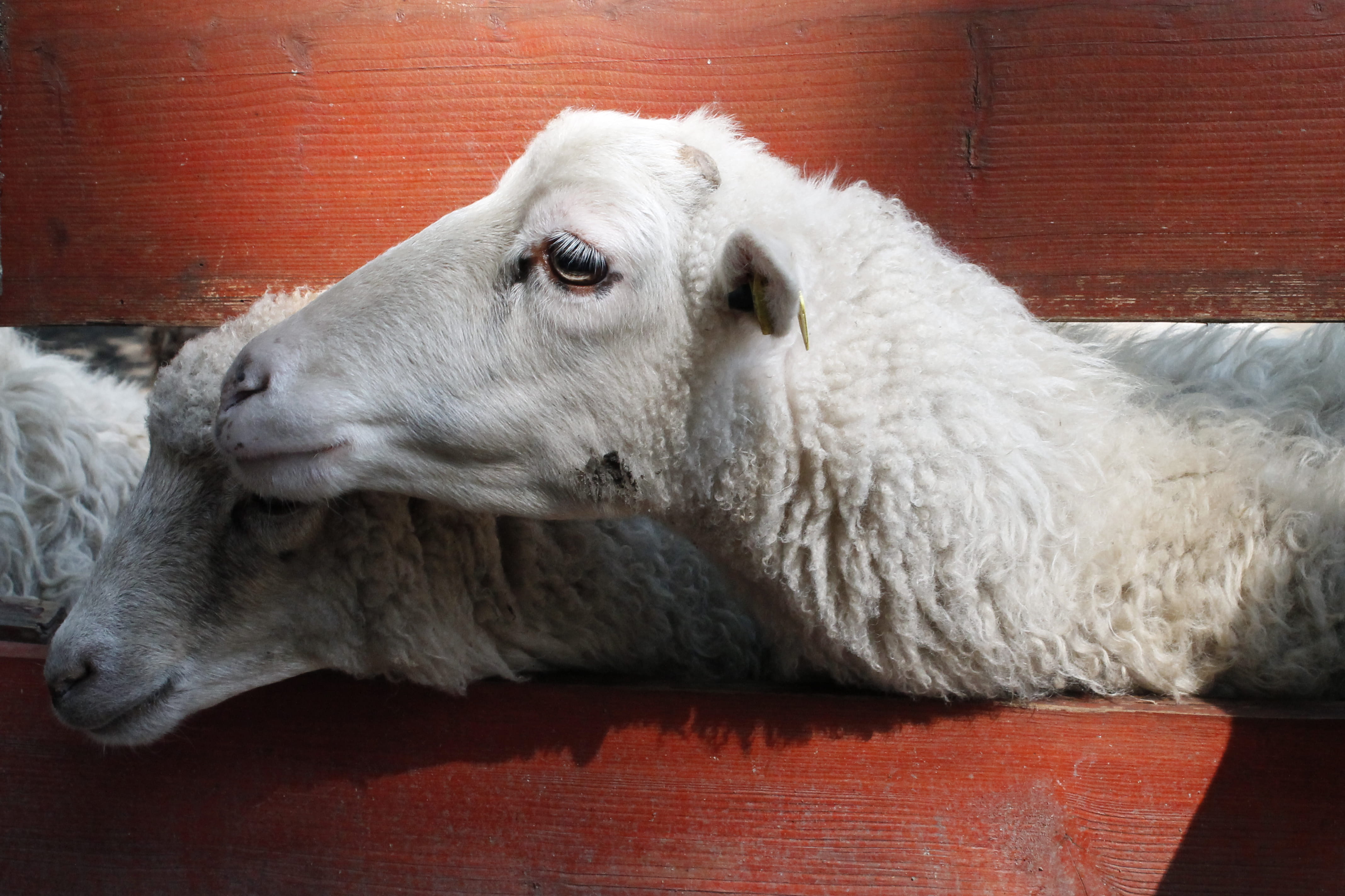 no people, mammal, relaxation, animal, looking away, livestock, zoo, furniture, dog, resting, farm, contemplation, pets, domestic animals, animal head, HD Wallpaper