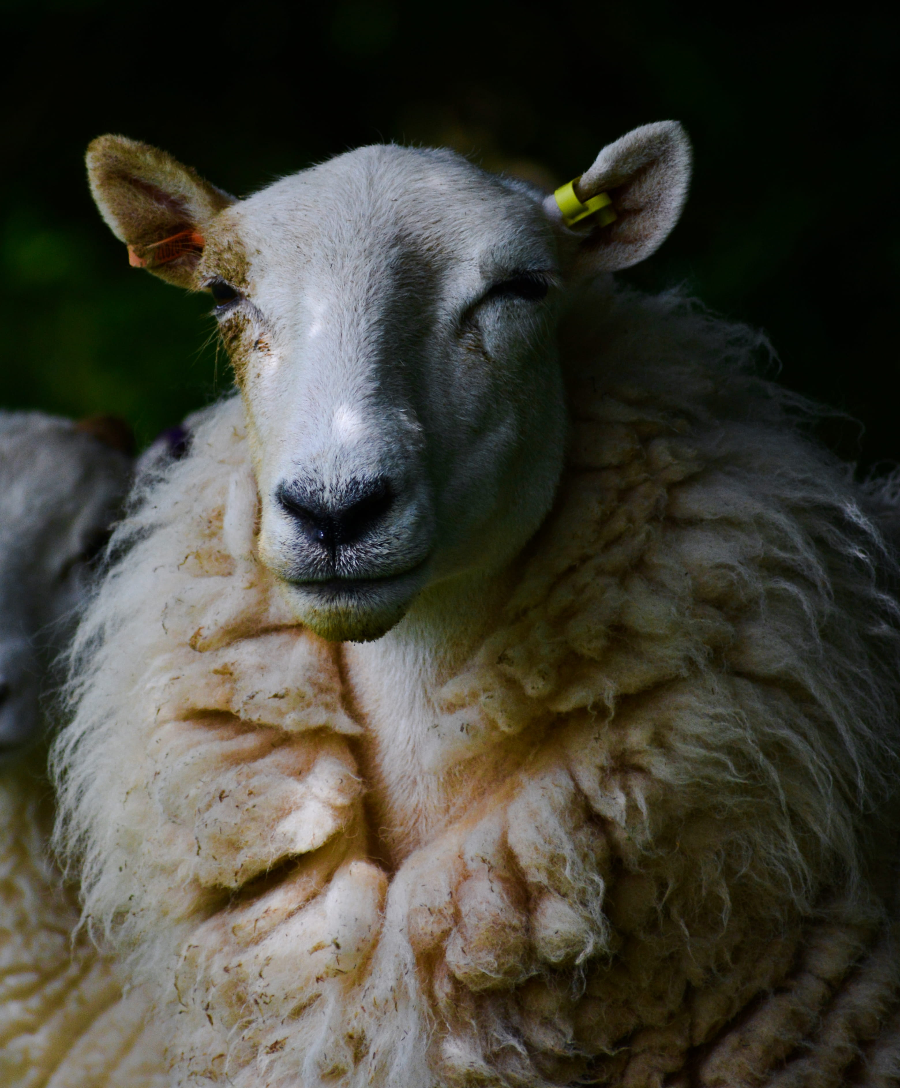 young animal, day, domestic animal, focus on foreground, no people, ram, herbivorous, sheep, animal themes, vertebrate, wildlife, shallow, 2K, animal body part, Phone HD Wallpaper