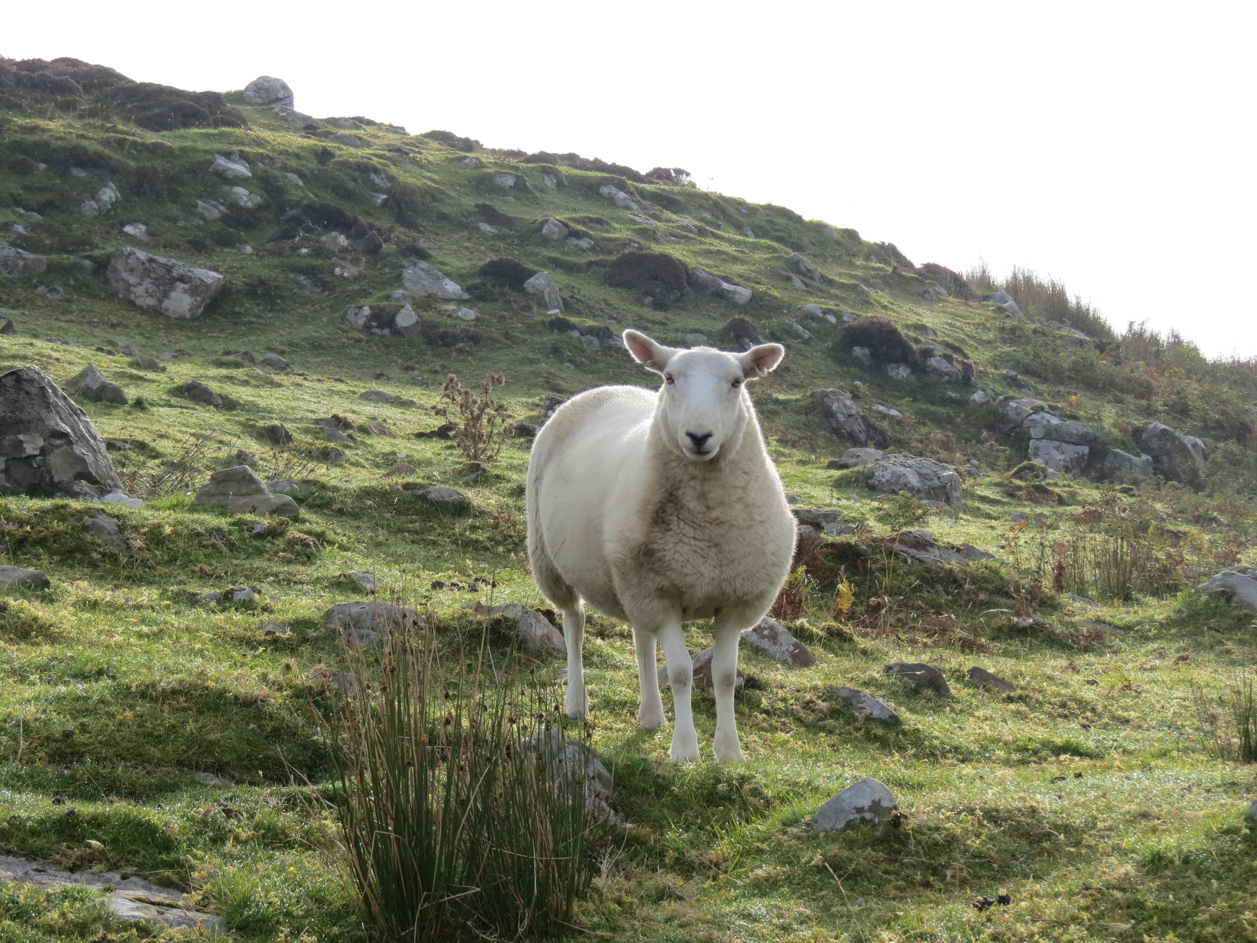 fur, vertebrate, rocks, pets, scotland, ewe, scottish, sky, ram, wool, day, rural, standing, range, domestic, lamb, mammal, nature, field, graze, grass, HD Wallpaper