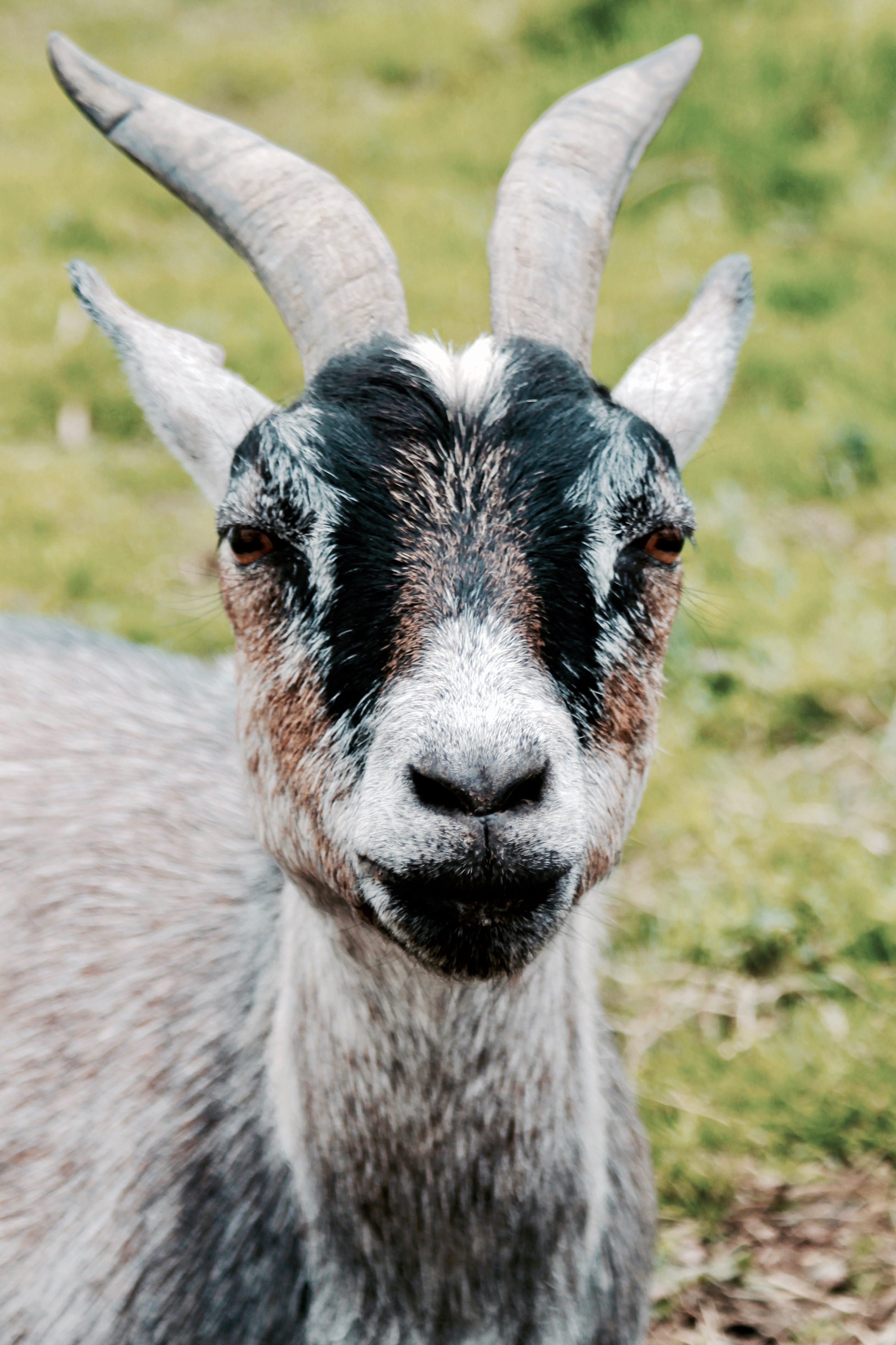 herbivorous, focus, horns, animal body part, domestic, goat, domestic animals, close-up, 4K, livestock, fur, one animal, animal head, field, portrait, Phone HD Wallpaper