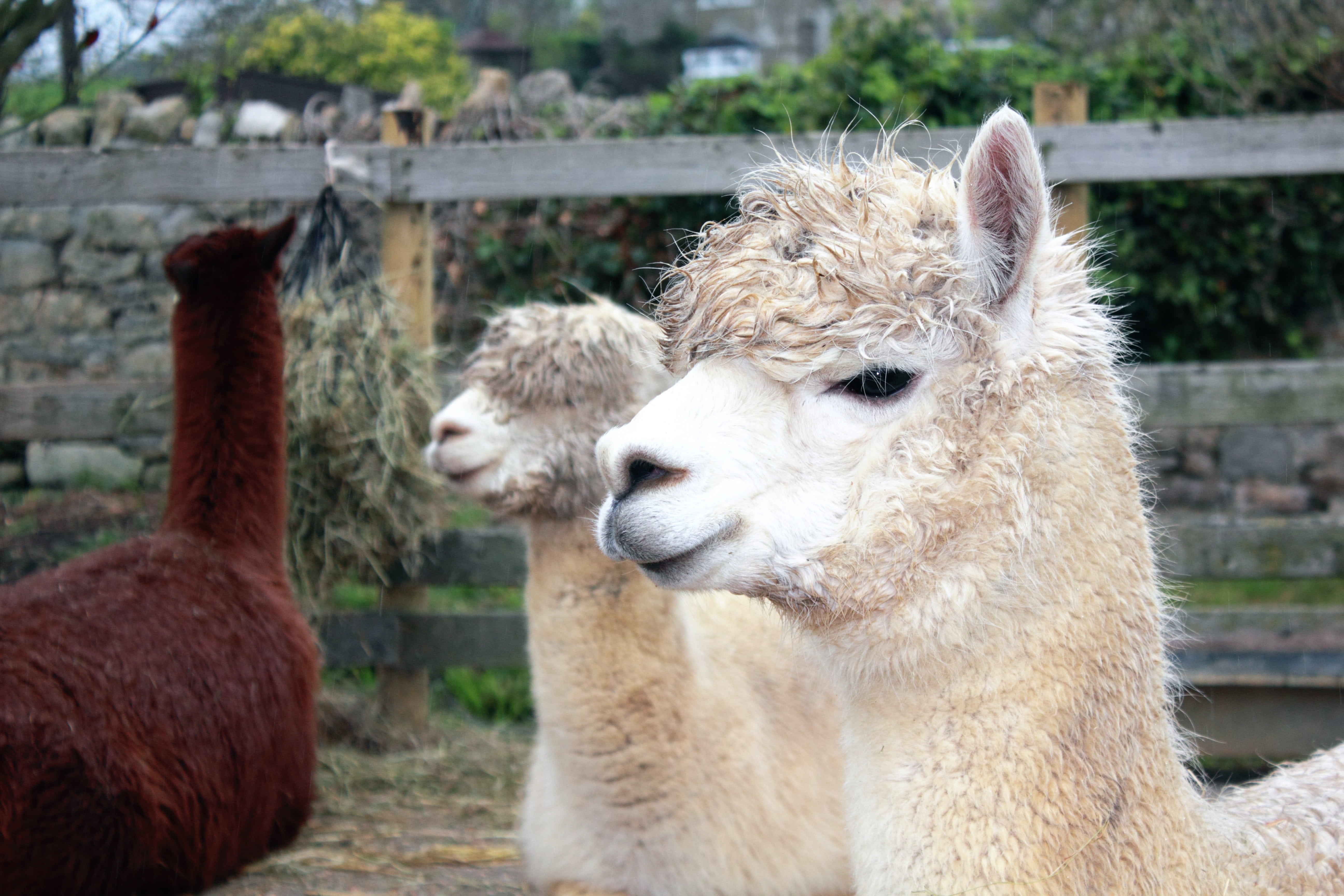 llama, pets, fluffy, animal head, no people, fleece, wild, domestic, south, agriculture, zoo, close-up, lambs, outdoors, peruvian, field, group of animals, HD Wallpaper