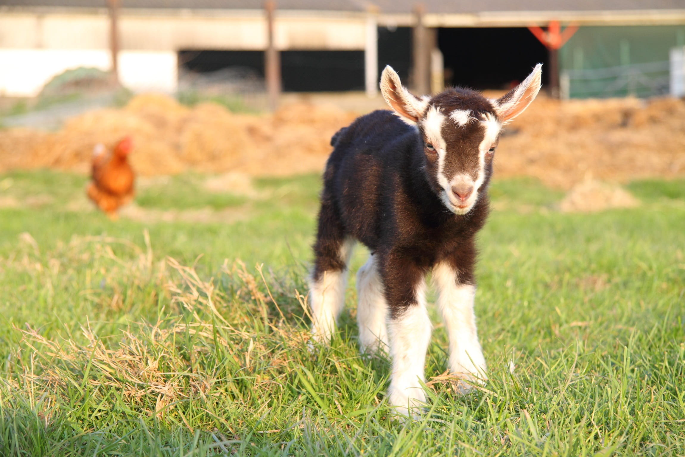 one animal, domestic, sunlight, field, day, 1080P, standing, black, rural Scene, grass, Farm, photo, Cute, land, cow, Adorable, focus on foreground, vertebrate, HD Wallpaper