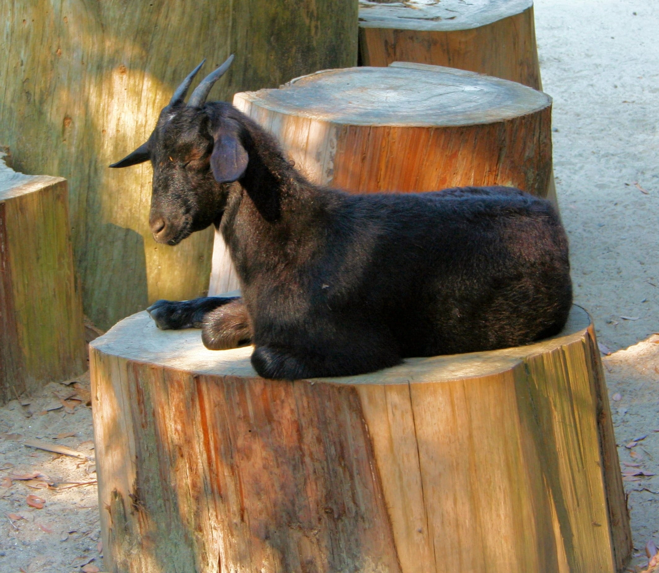 mammal, resting, pets, one animal, agriculture, animal wildlife, 1080P, wood - material, sitting, nature, mutton, cheese, wool, day, livestock, fleece, HD Wallpaper