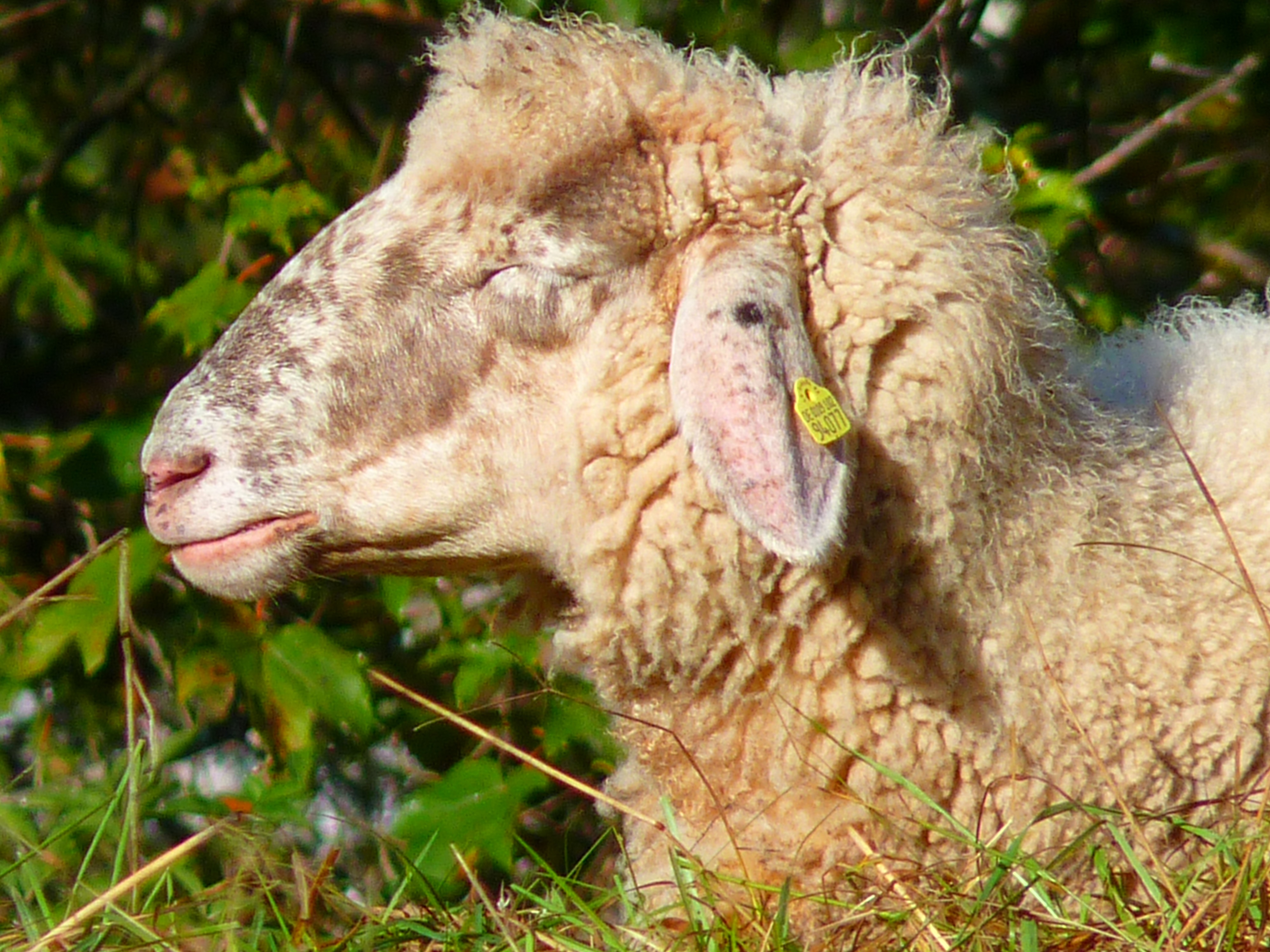head, animal body part, sheep, white, livestock, soft, animal wildlife, rural Scene, outdoors, vertebrate, nature, mammal, plant, land, animal mouth, one animal, HD Wallpaper