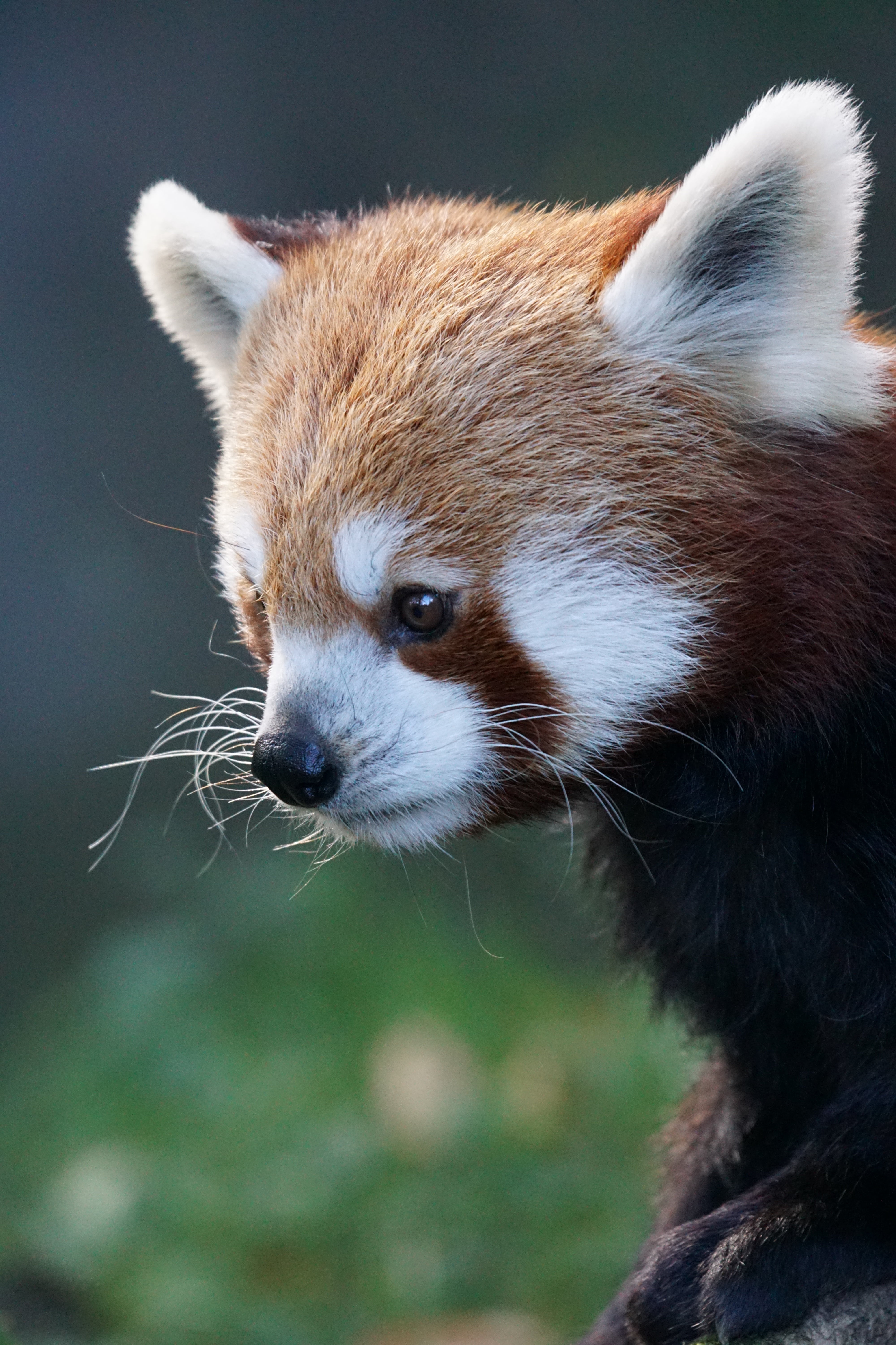 panda - animal, red panda, focus on foreground, whisker, panda, focus, animal themes, animal wildlife, animal body part, red, ailurus fulgens, close, animal head, Phone HD Wallpaper