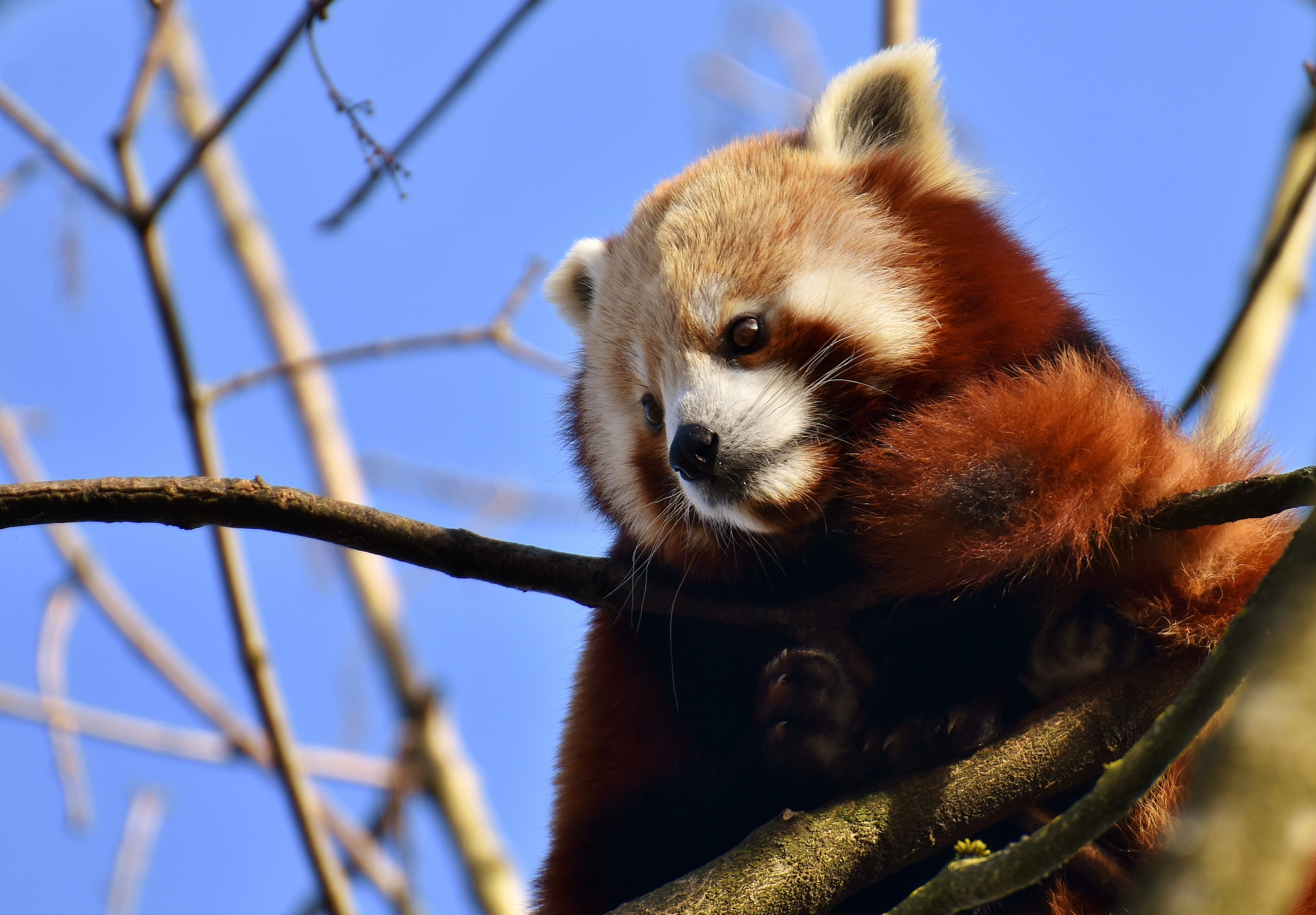 animal head, close, red panda, china, fire fox, sky, low angle view, bamboo - plant, tree, day, whisker, focus on foreground, mammal, branch, animal themes, HD Wallpaper