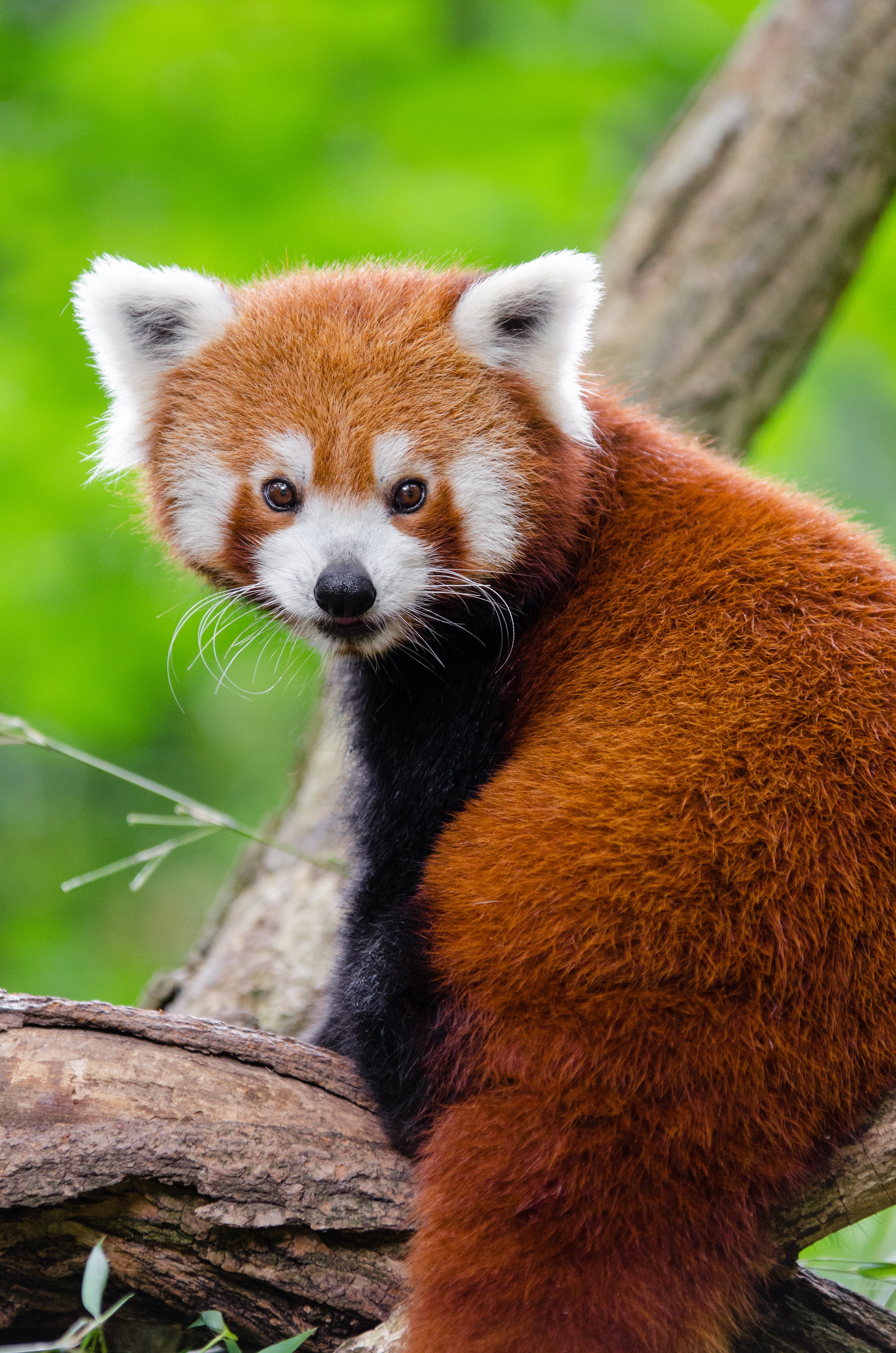 cute, zoo, animal photography, animal themes, brown, animals in the wild, panda, red, no people, adorable, 4K, close-up, red panda, looking at camera, Phone HD Wallpaper