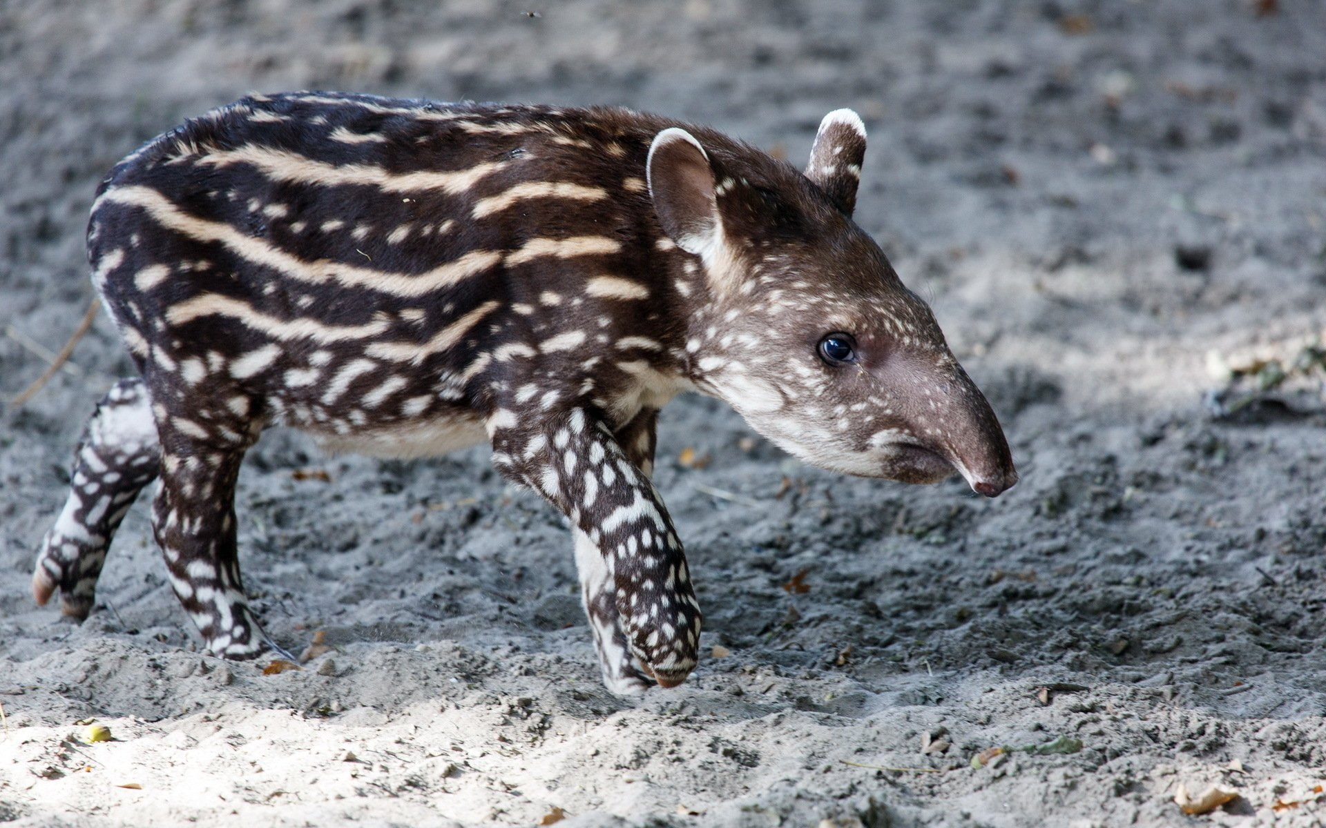 1080P, Animal, Tapir, HD Wallpaper
