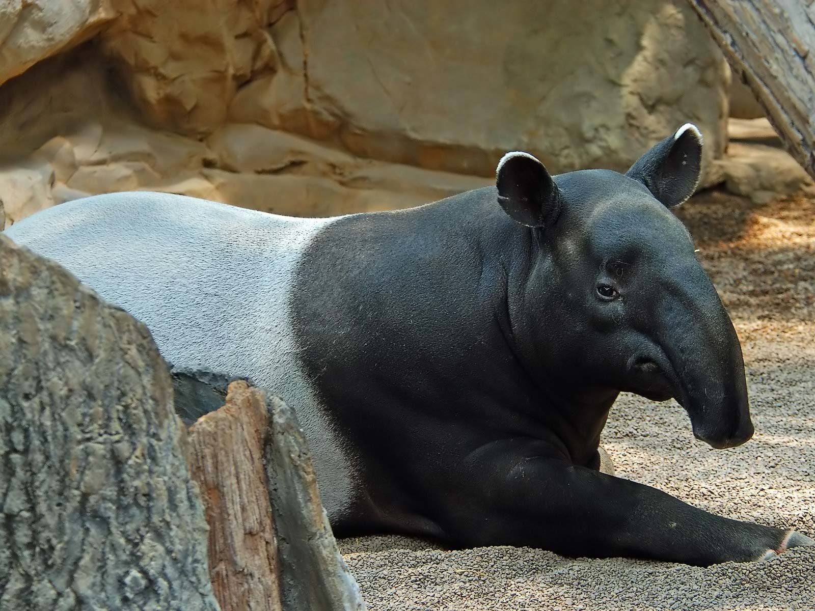Tapir, 720P, Animal, HD Wallpaper