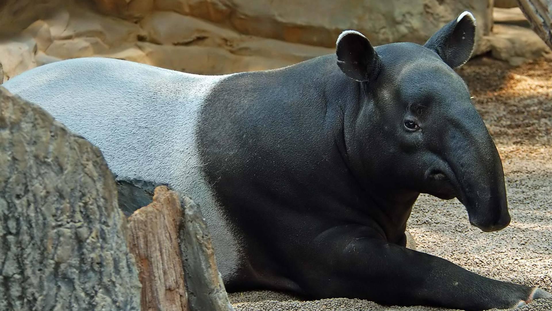 1080P, wildlife, nature, tapir, animals, HD Wallpaper