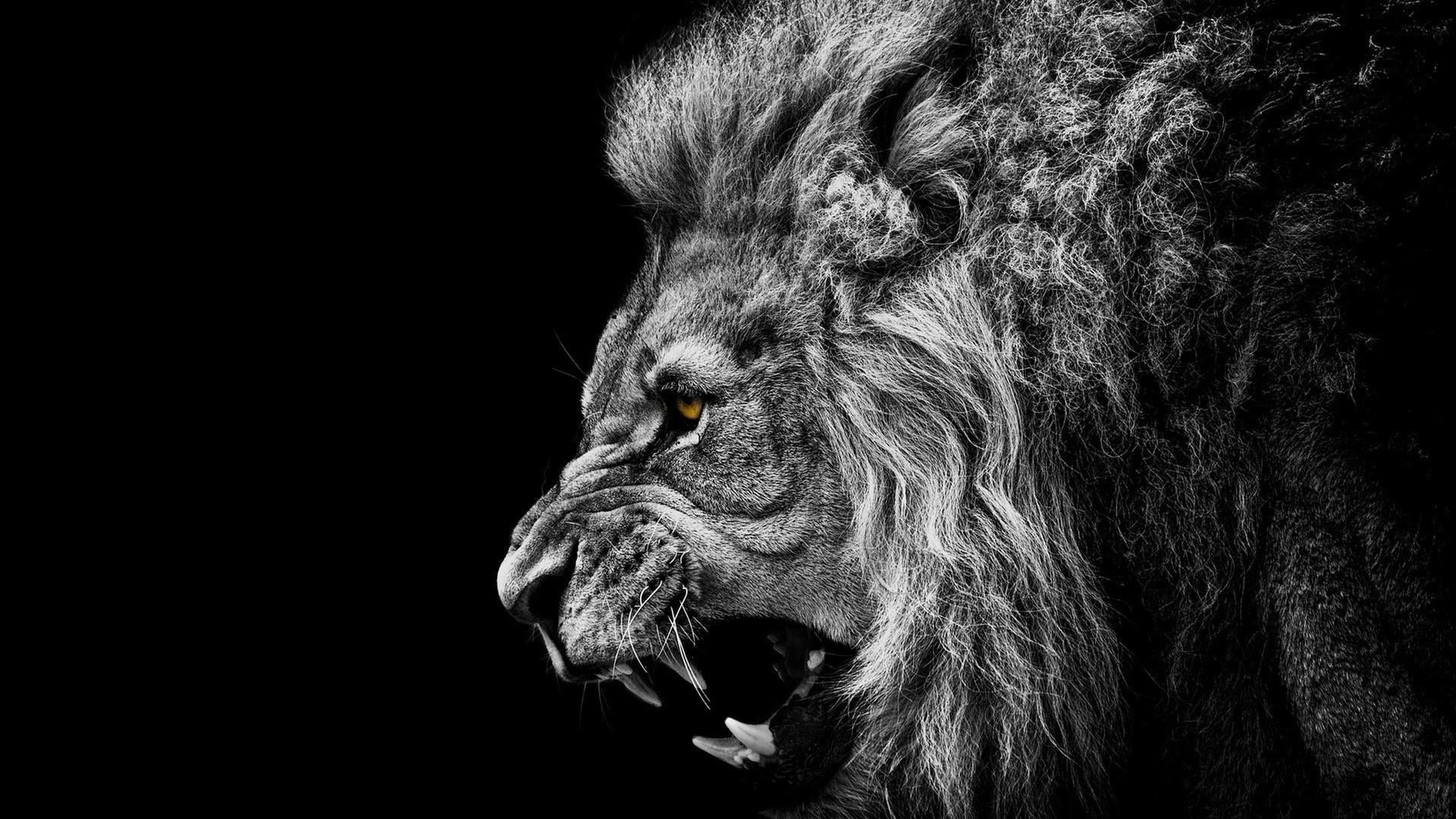 mammal, animal head, liger, amazing, domestic animals, awsome, vertebrate, black fur, 1080P, lion, animal wildlife, looking, copy space, studio shot, animal, HD Wallpaper