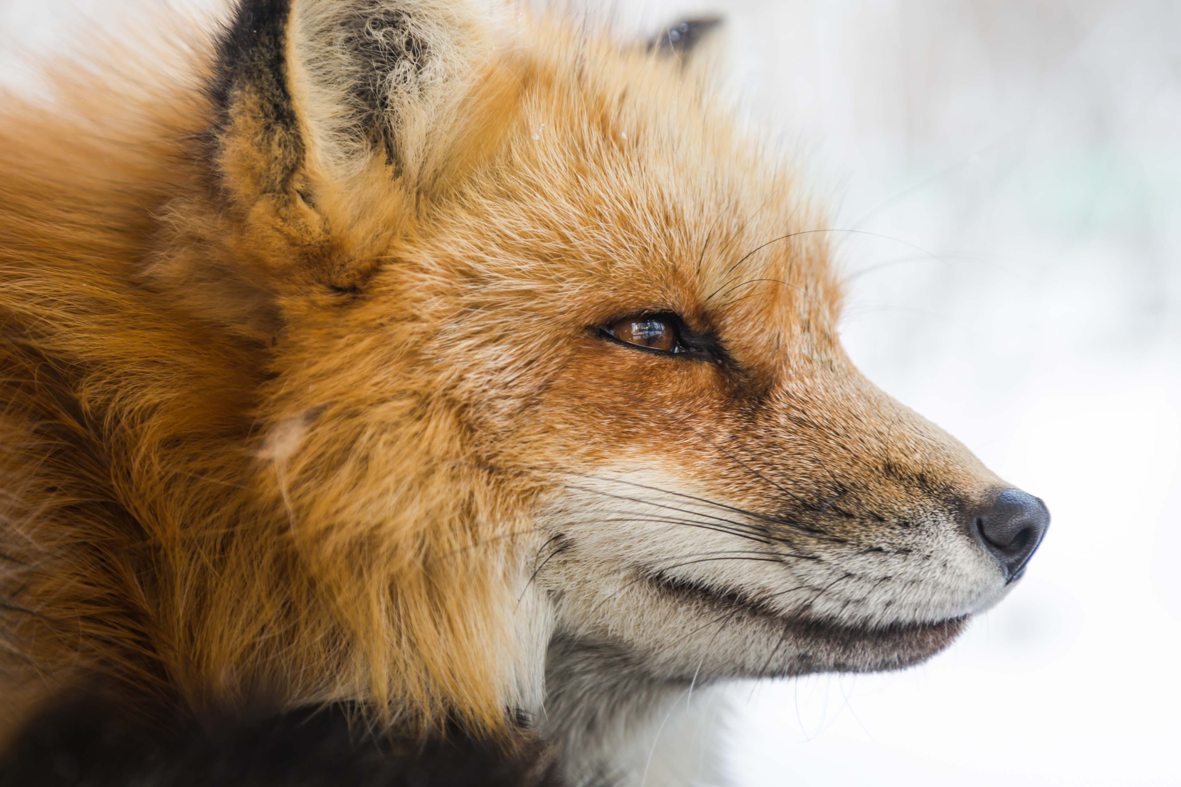 looking away, animal themes, closeup, close, no people, hair, fur, animal wildlife, animal body part, photo, snout, profile view, long, looking, orange, HD Wallpaper
