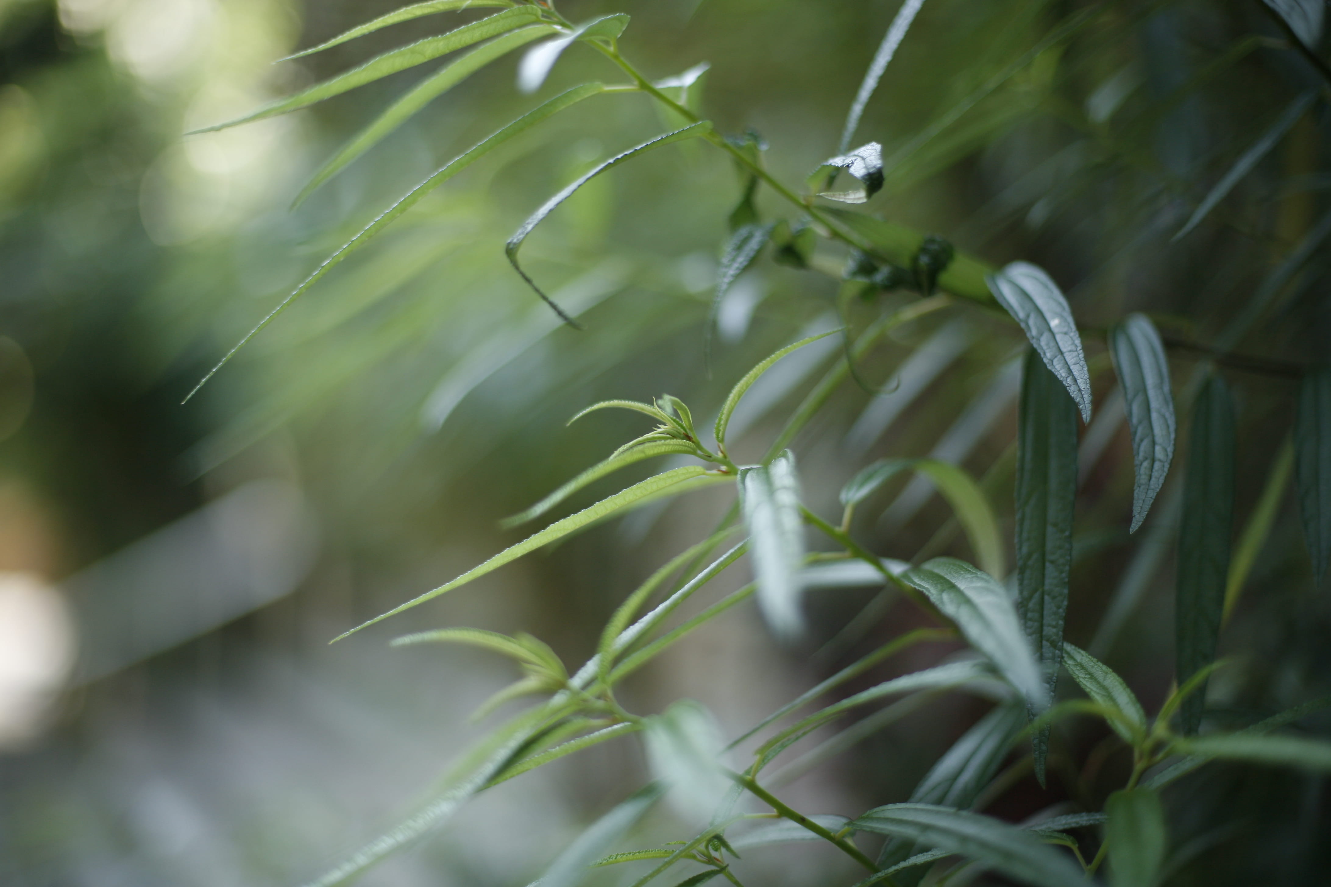 fruit, close-up, sprout, freshness, nature, selective focus, plant part, droplet, day, outdoors, growth, green color, bud, tranquility, gecko, branch, daisy, HD Wallpaper
