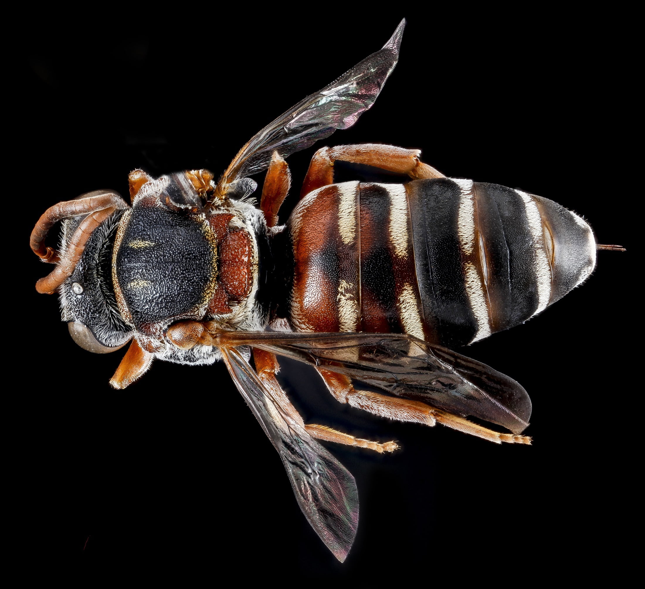 animal wing, invertebrate, studio shot, insect, cut out, marine, animals in the wild, bug, no people, wildlife, epeolus zonatus, mounted, food and drink, HD Wallpaper