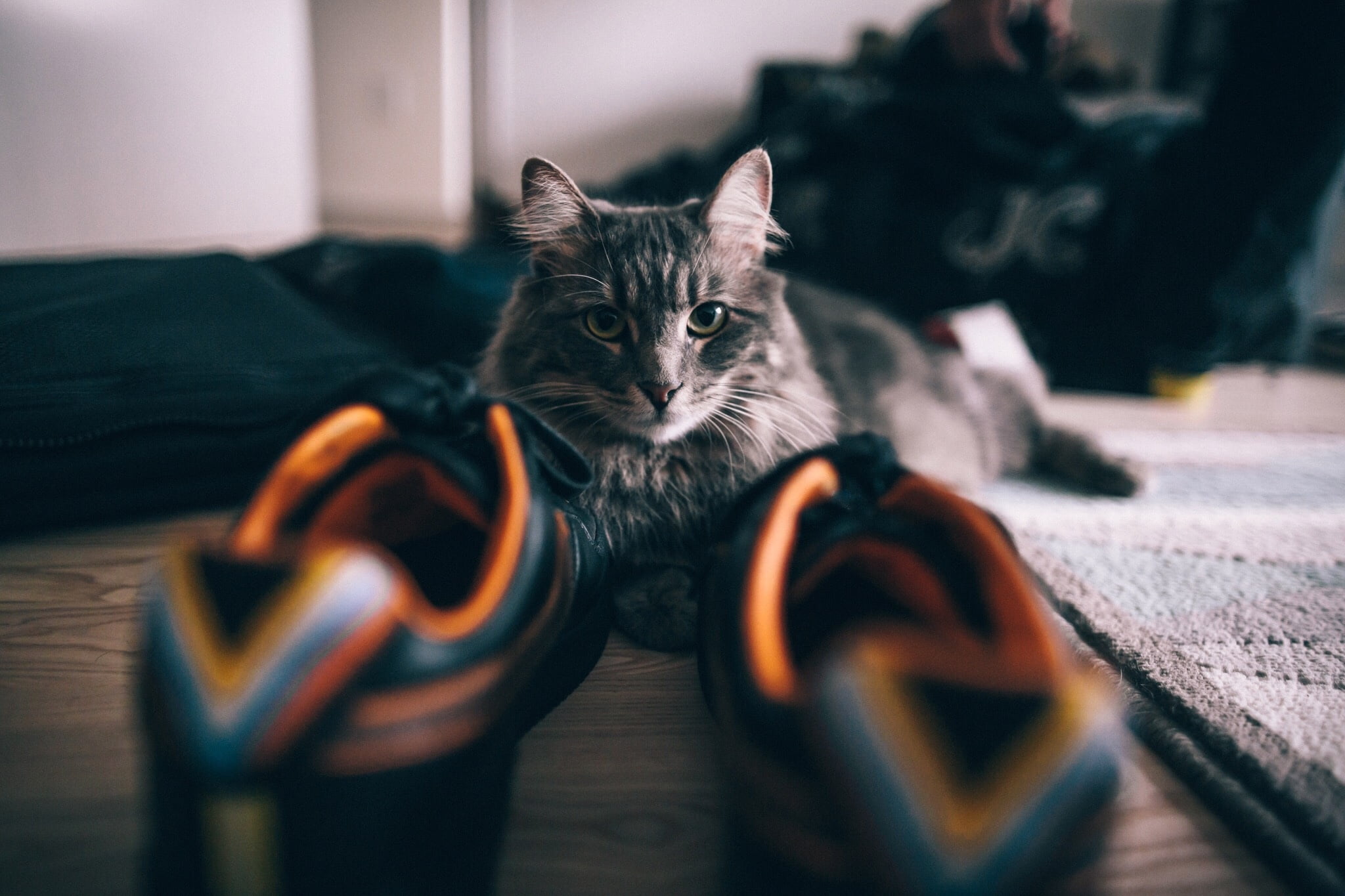 shoes, domestic animals, selective focus, looking at camera, whisker, portrait, no people, sofa, sitting, indoors, cat, sneakers, 1080P, domestic, domestic cat, HD Wallpaper
