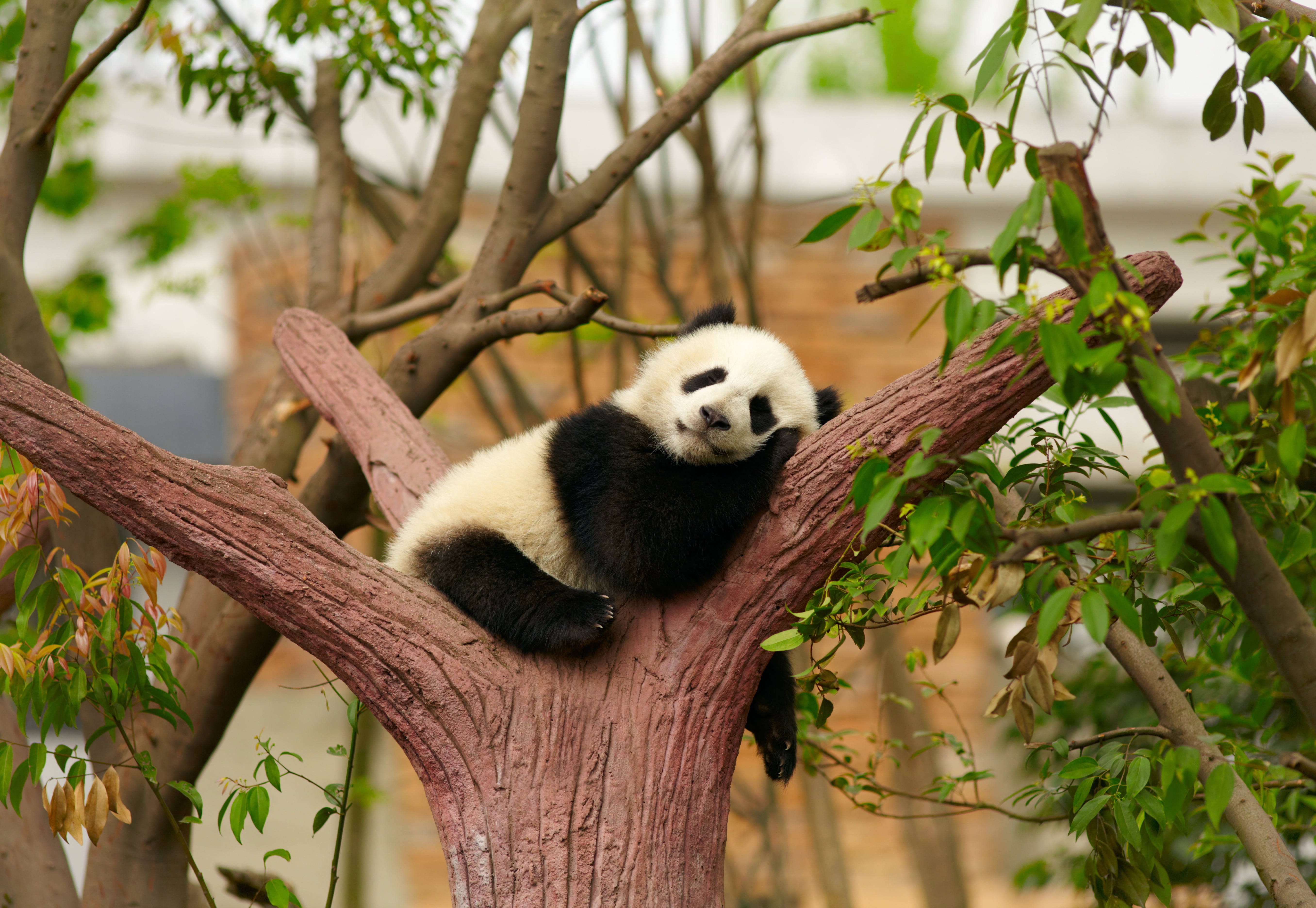 tree, black Color, one Animal, sichuan Province, animal themes, chengdu, outdoors, plant, cute, 5K, fur, green Color, wildlife, nature, forest, zoo, animal wildlife, HD Wallpaper