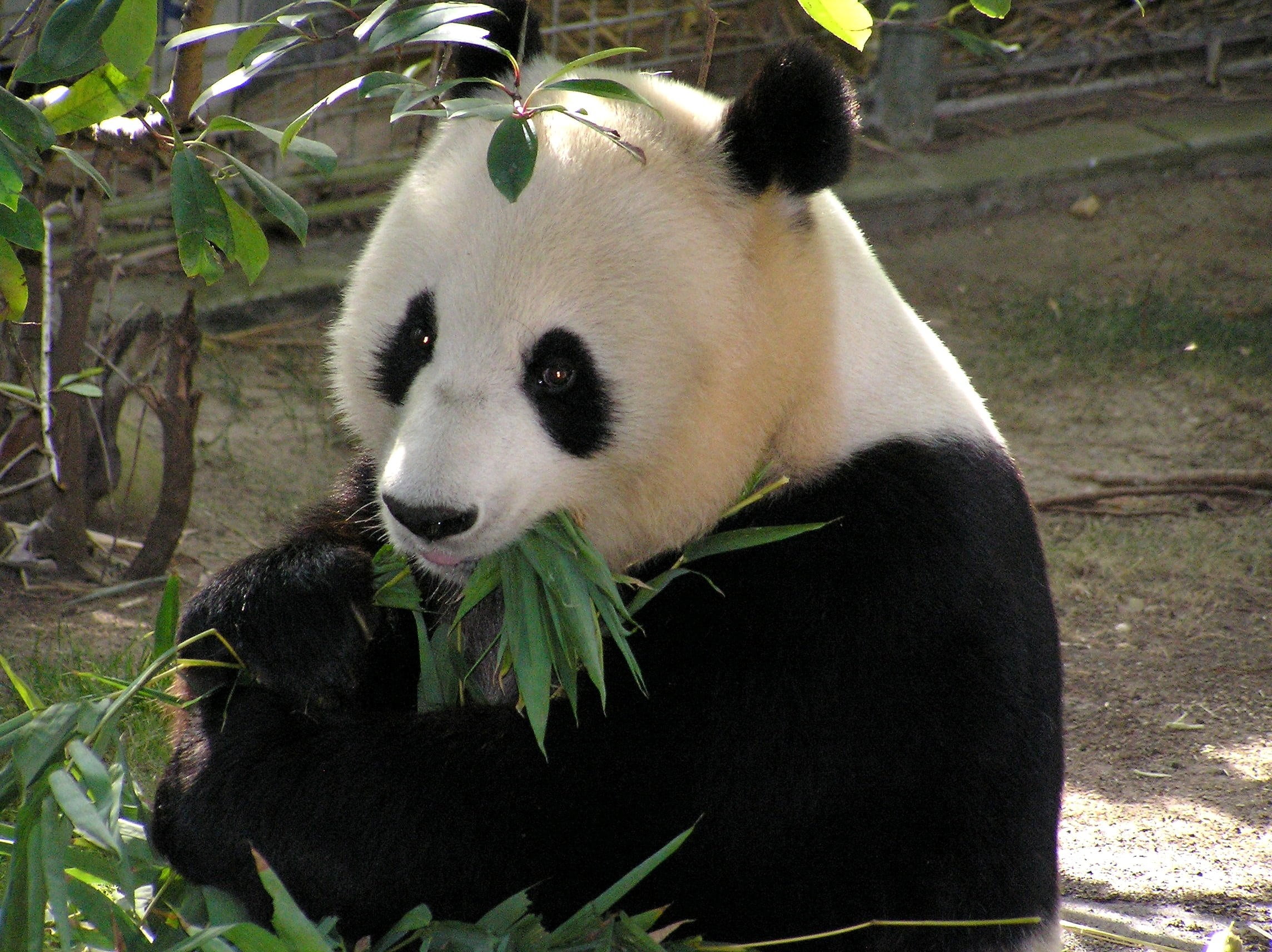 nature, wildlife Reserve, endangered Species, animals in the wild, chengdu, 1080P, sichuan Province, black, forest, bear, animal, animal wildlife, white, HD Wallpaper