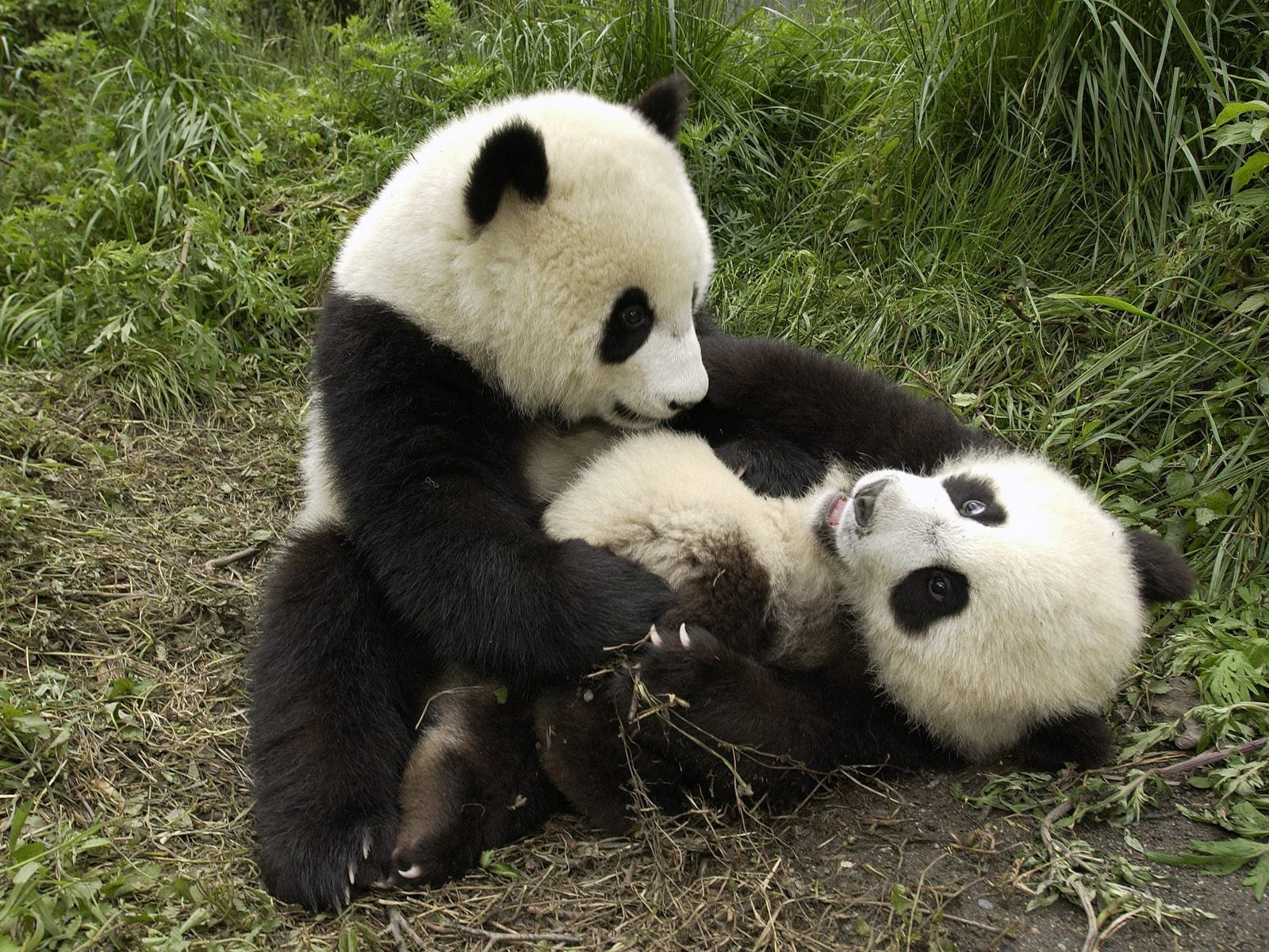 outdoors, panda - Animal, chengdu, animal family, nature, endangered Species, bamboo - Plant, bear, two, white, eating, wildlife, mammal, green Color, cute, HD Wallpaper