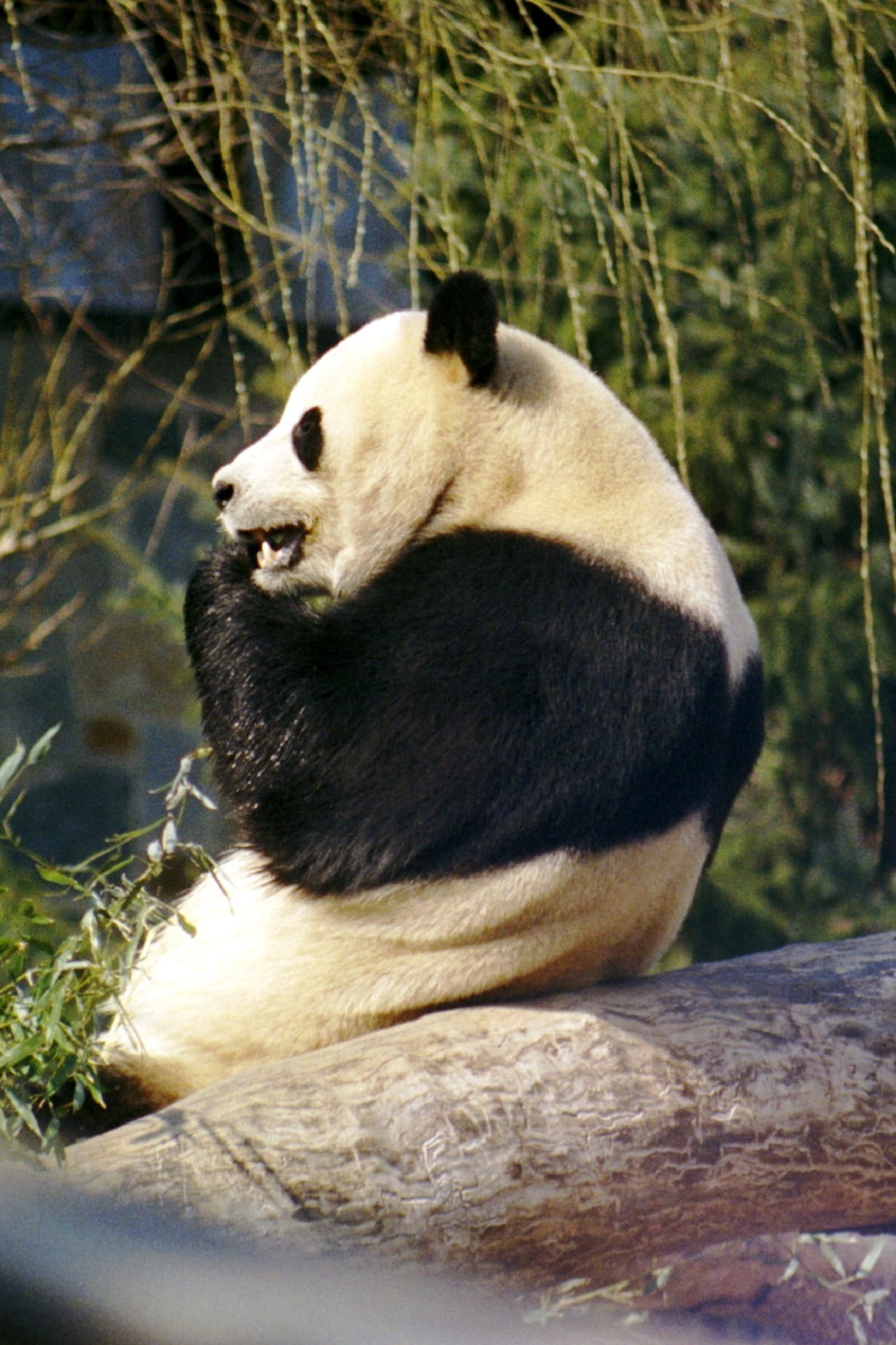 animal wildlife, panda - Animal, brown, sichuan Province, forest, day, wildlife, outdoors, White, plant, bamboo - Plant, vertebrate, cute, nature, animals In The Wild, Phone HD Wallpaper