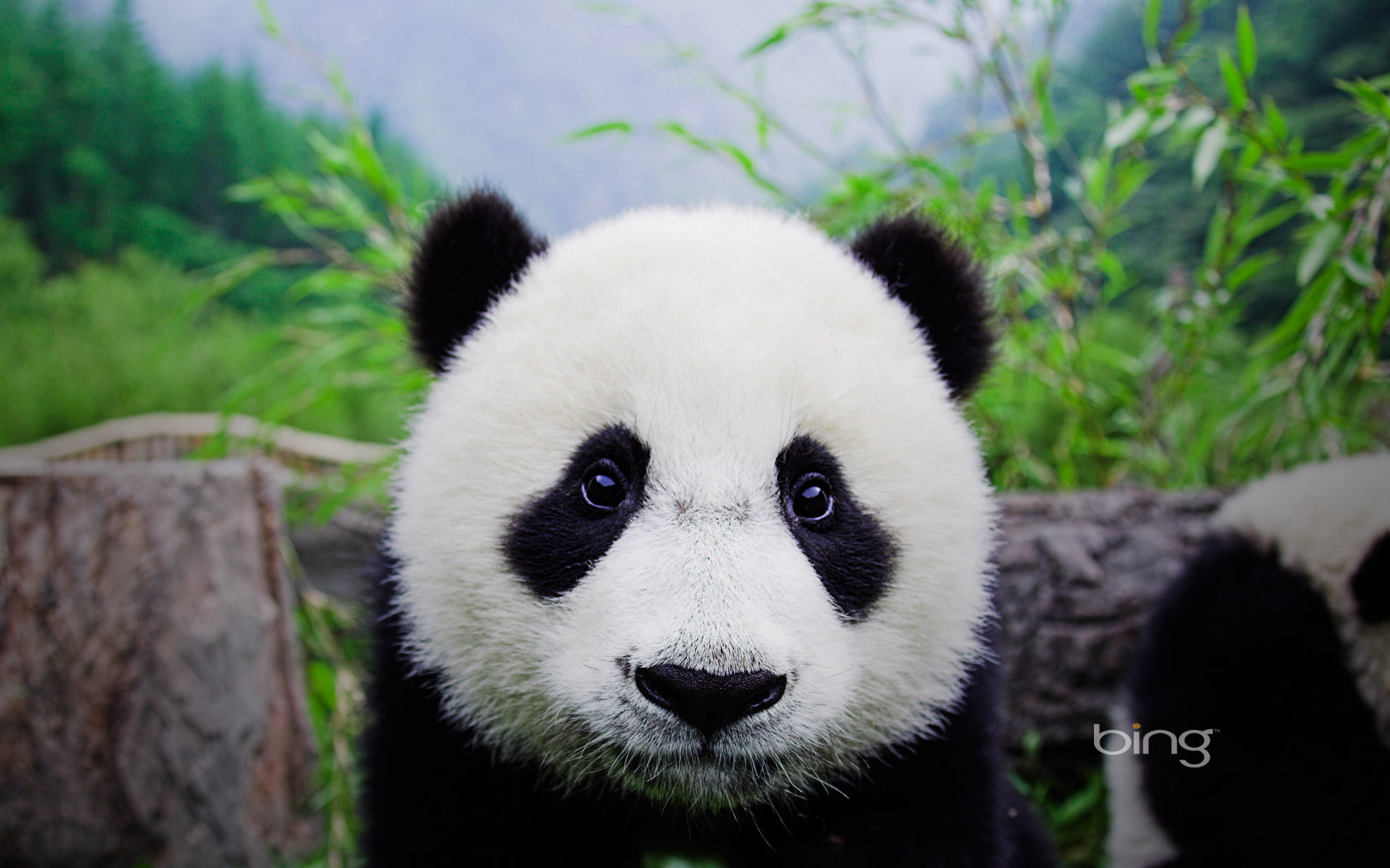 zoo, fur, wildlife, animals In The Wild, white, mammal, wilderness Area, large, 1080P, black Color, chengdu, looking at camera, animal head, animal, focus on foreground, HD Wallpaper