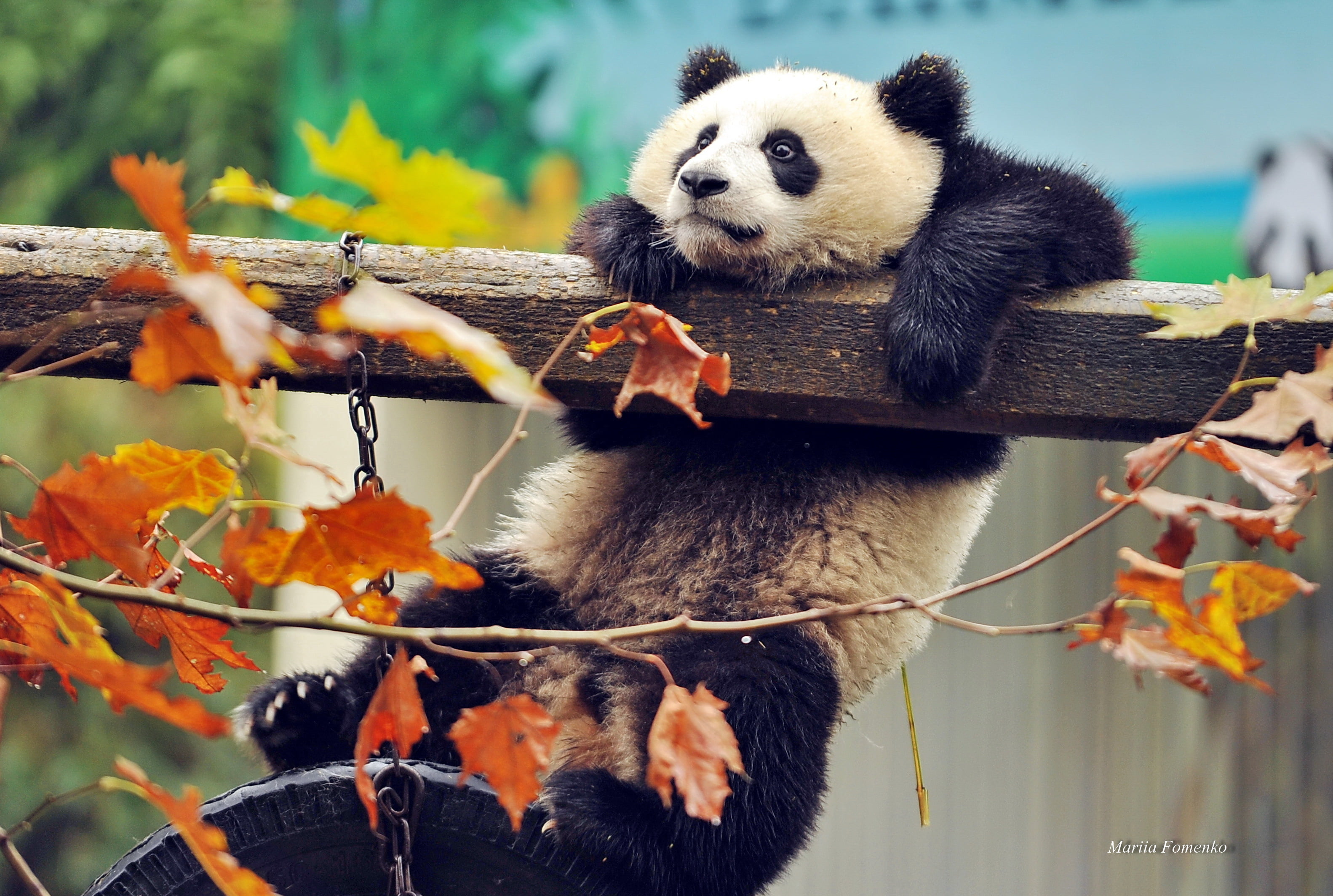 plant, animal themes, tree, vertebrate, leaf, china - East Asia, animal wildlife, fur, outdoors, green Color, chengdu, small, leaves, mammal, no people, HD Wallpaper
