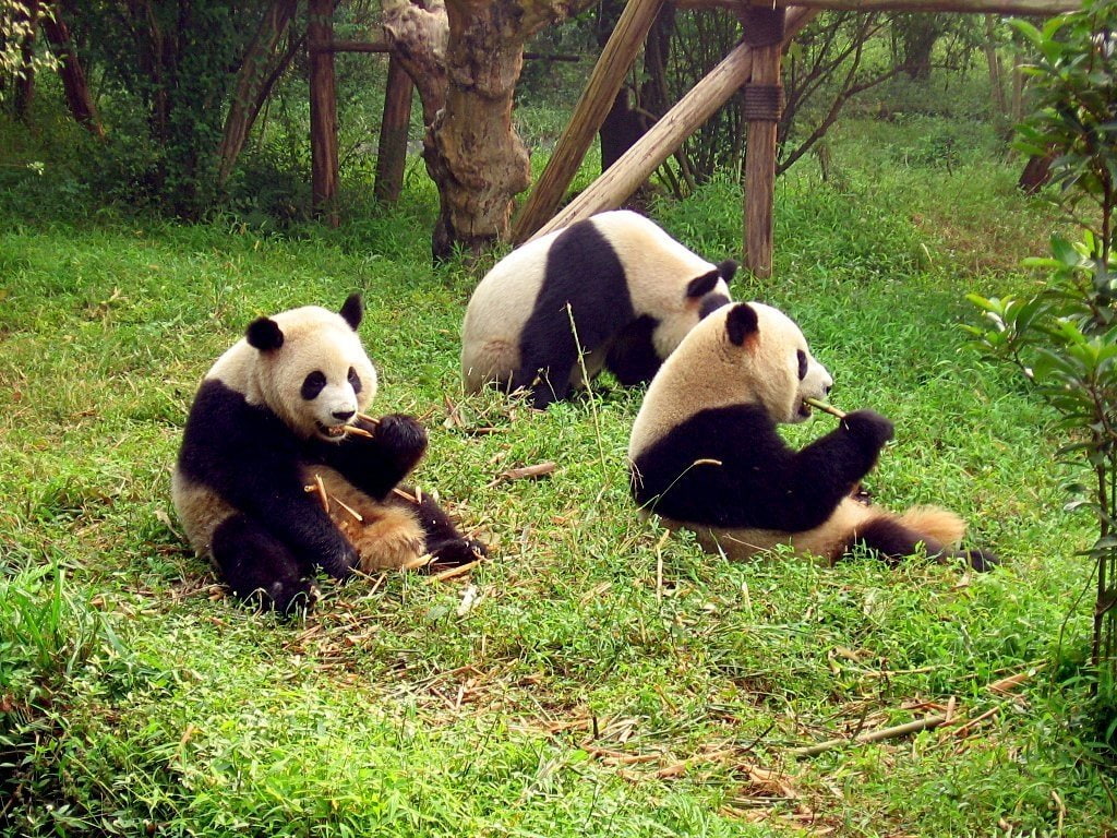 480P, one Animal, asia, no People, wildlife Reserve, chengdu, china - East Asia, animals And Pets, panda - Animal, wildlife, Panda, mammal, giant Panda, HD Wallpaper