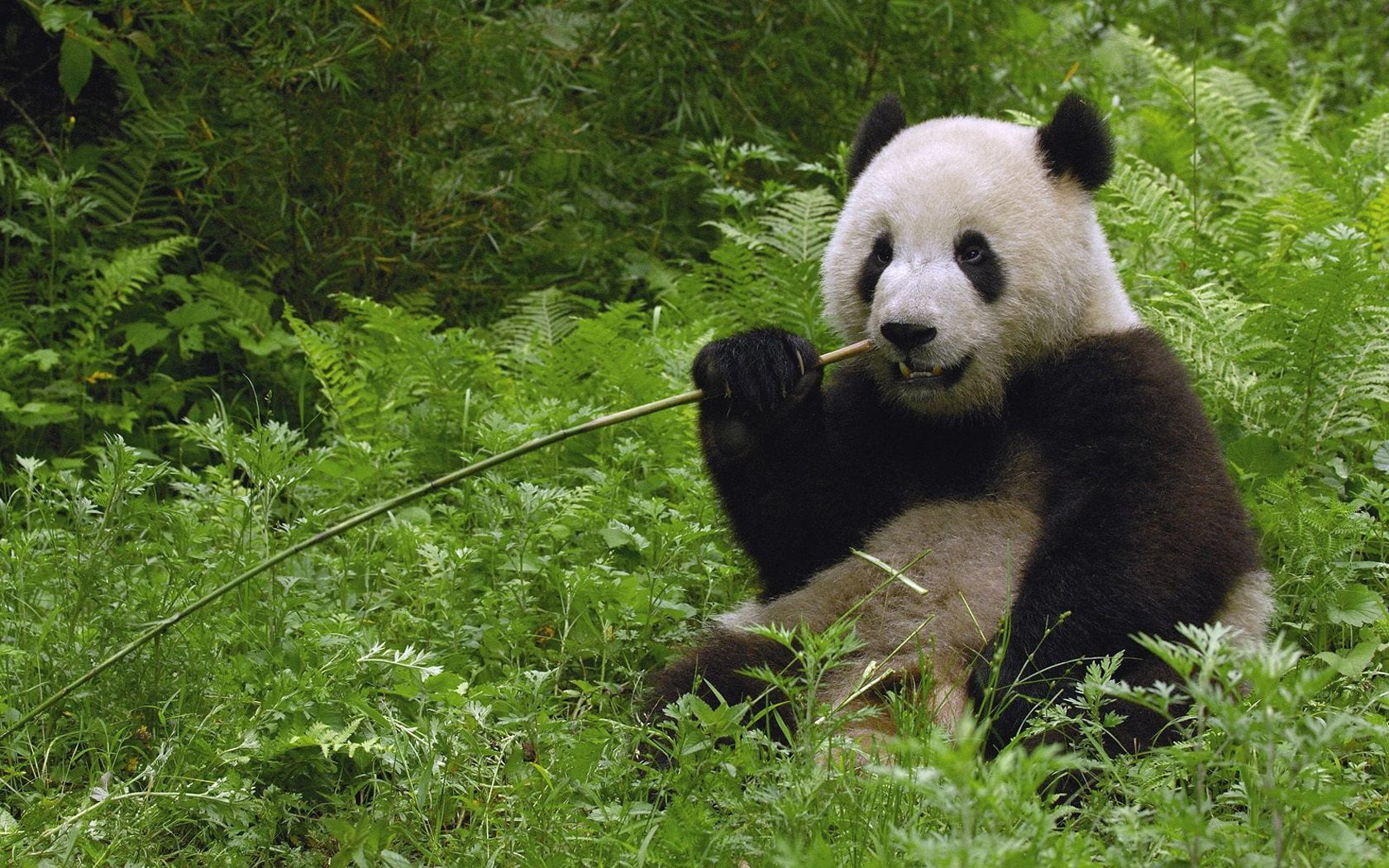 wildlife Reserve, white, bamboo Shoot, green Color, animal, animal wildlife, bear, asia, vertebrate, herbivorous, chengdu, outdoors, eating, black Color, HD Wallpaper