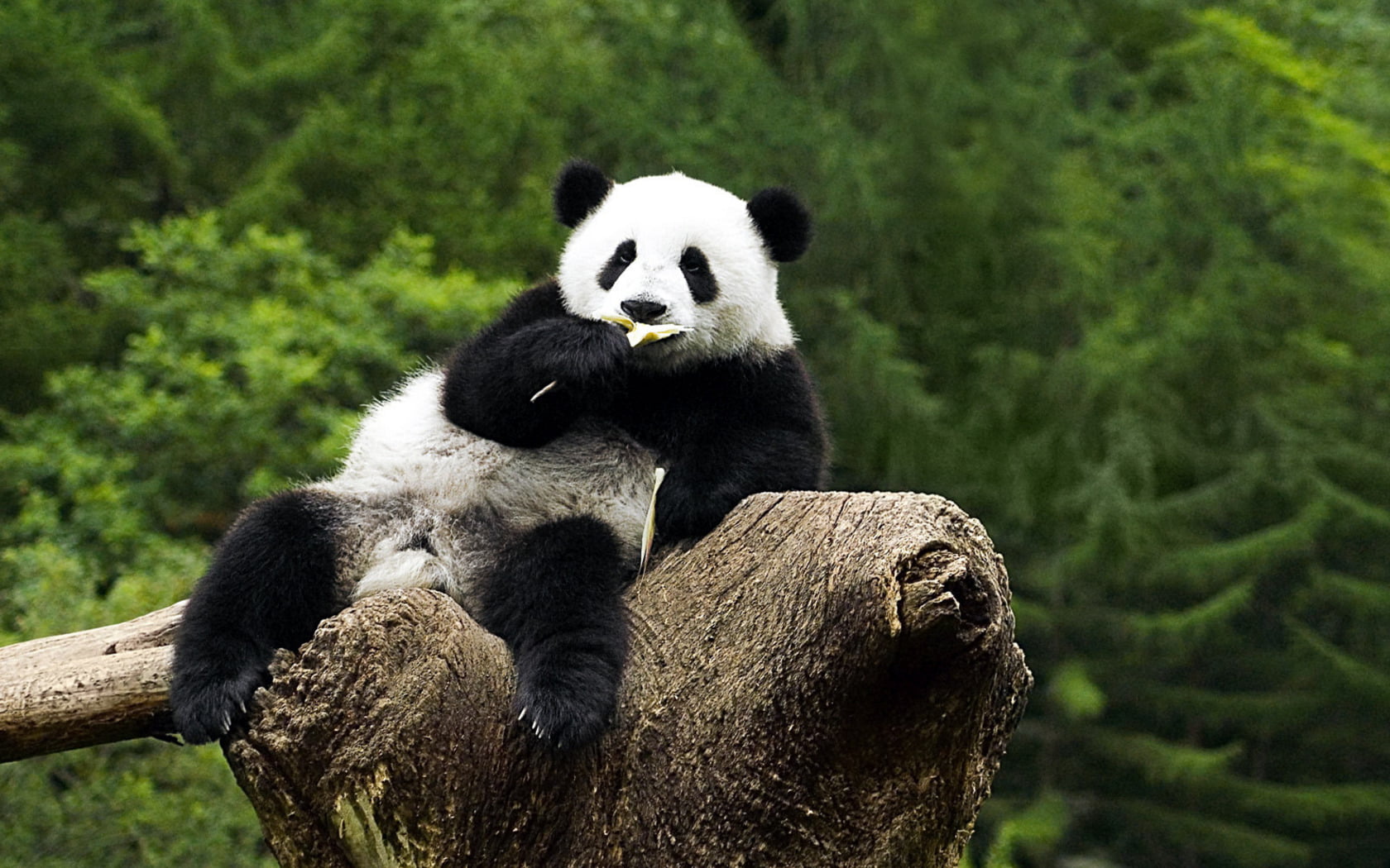 white, wildlife Reserve, panda - Animal, animal, animals, chengdu, giant Panda, outdoors, black, sichuan Province, bamboo - Plant, no People, endangered Species, HD Wallpaper