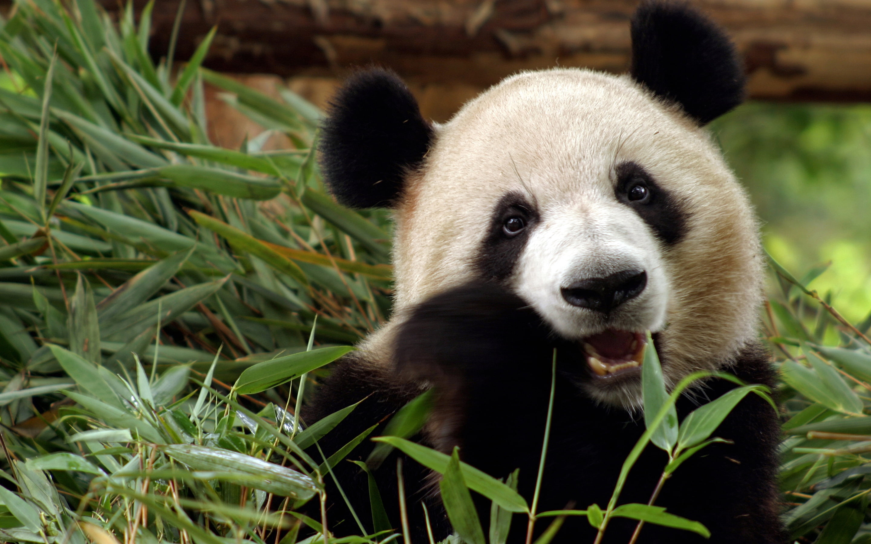 cute, nature, black, leaf, bear, Panda, close-up, looking, China, animal themes, day, endangered Species, sichuan Province, vertebrate, grass, large, outdoors, HD Wallpaper