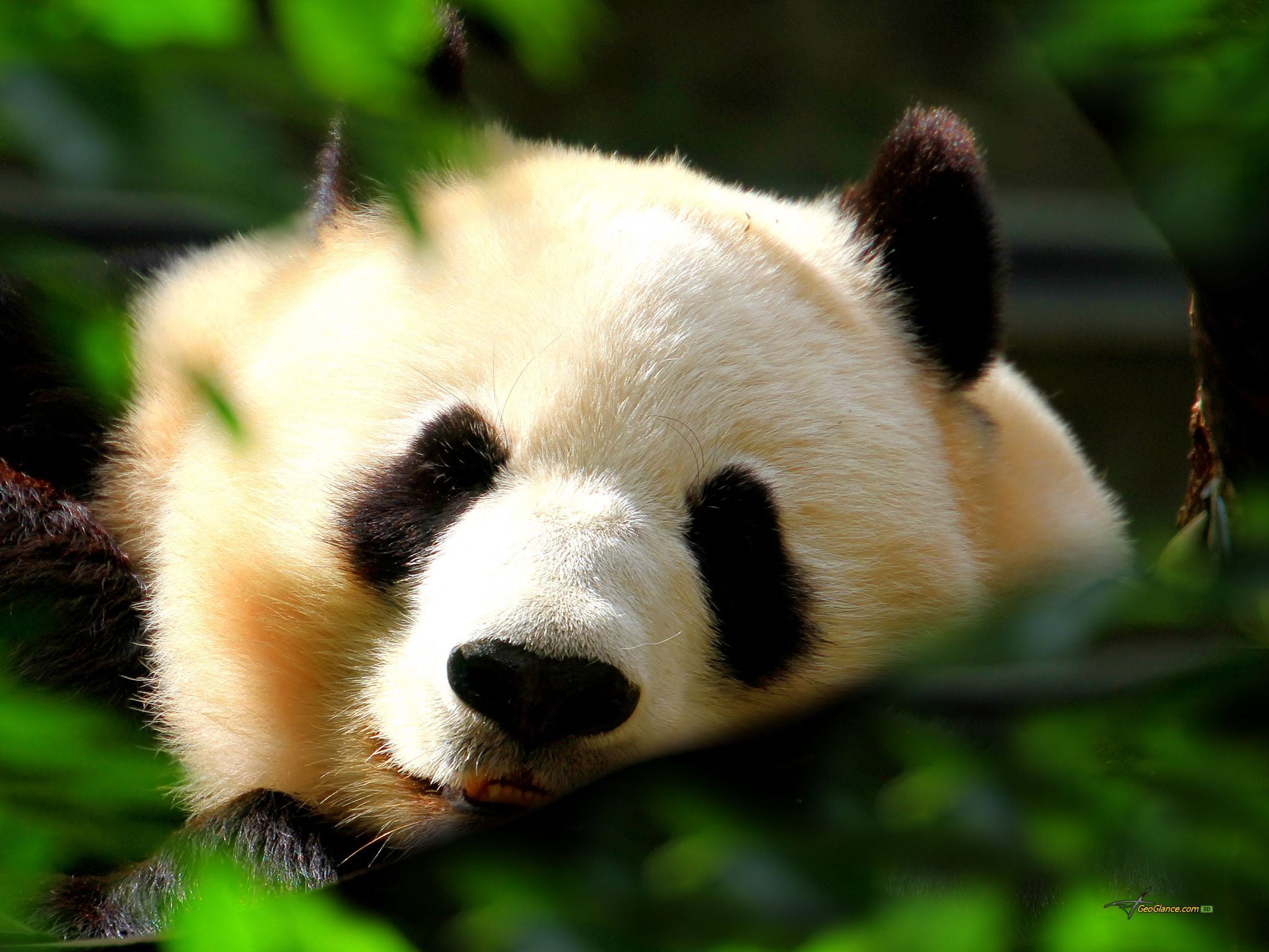 white color, sleeping, animal body part, endangered Species, zoo, day, asia, nature, animals And Pets, bamboo - Plant, panda - Animal, forest, wildlife, HD Wallpaper