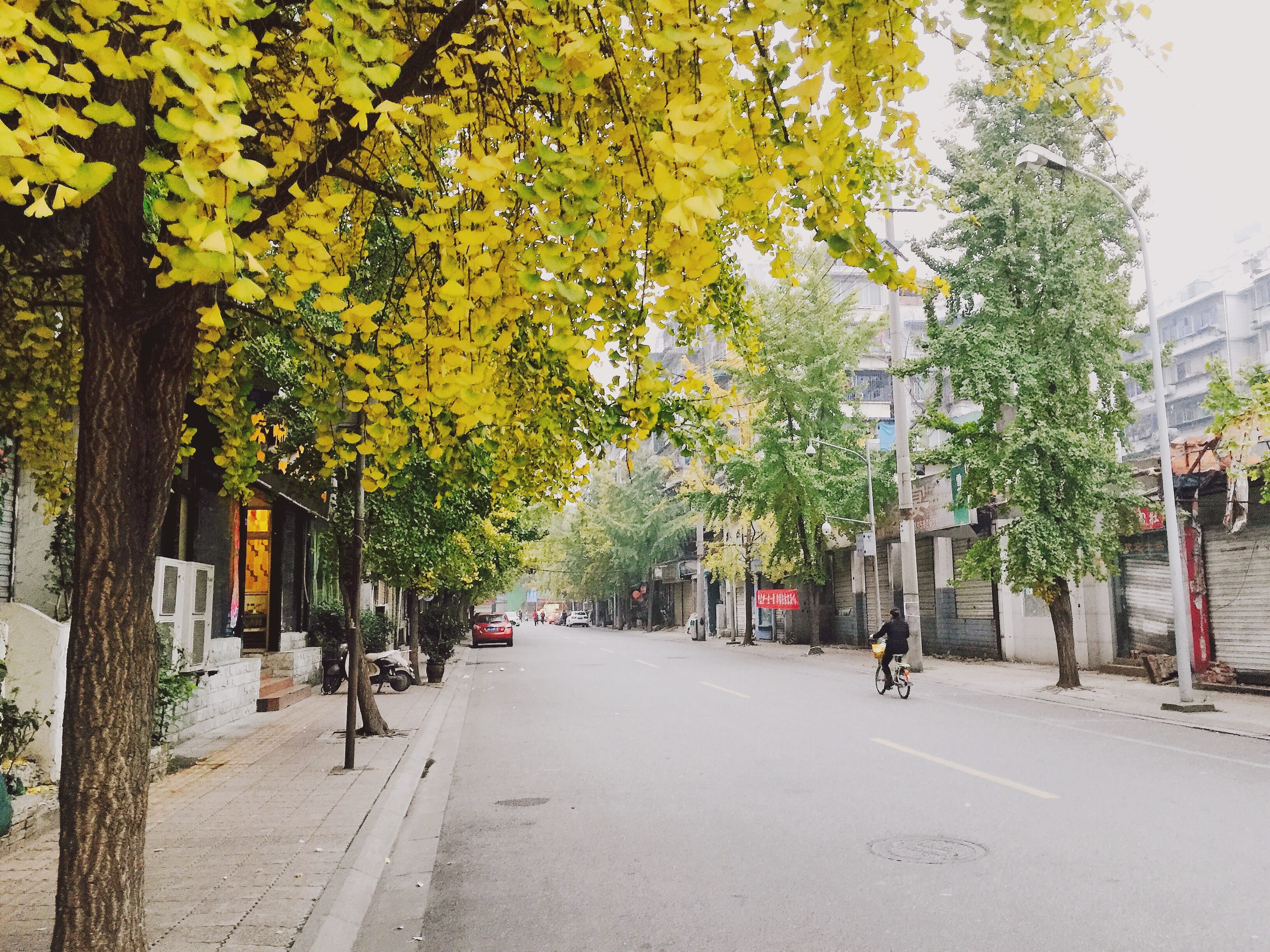 road, city, street, chengdu, china, direction, growth, day, the way forward, treelined, plant, incidental people, trunk, outdoors, tree, ginkgo, 2K, built structure, HD Wallpaper