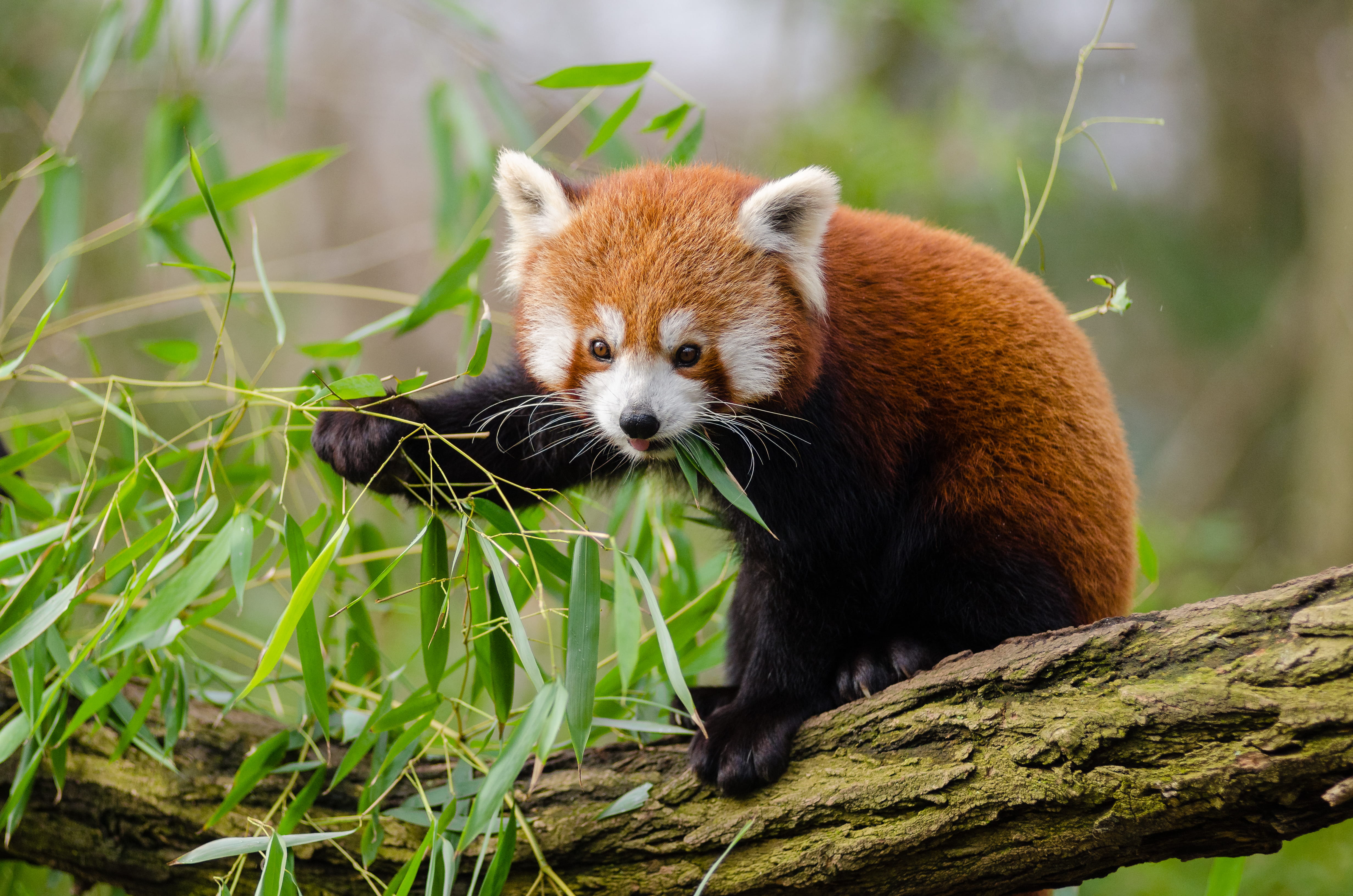 bamboo - plant, outdoors, focus on foreground, animal, animals in the wild, vertebrate, wildlife, no people, looking, red panda, tree, zoo, cute, animal head, HD Wallpaper