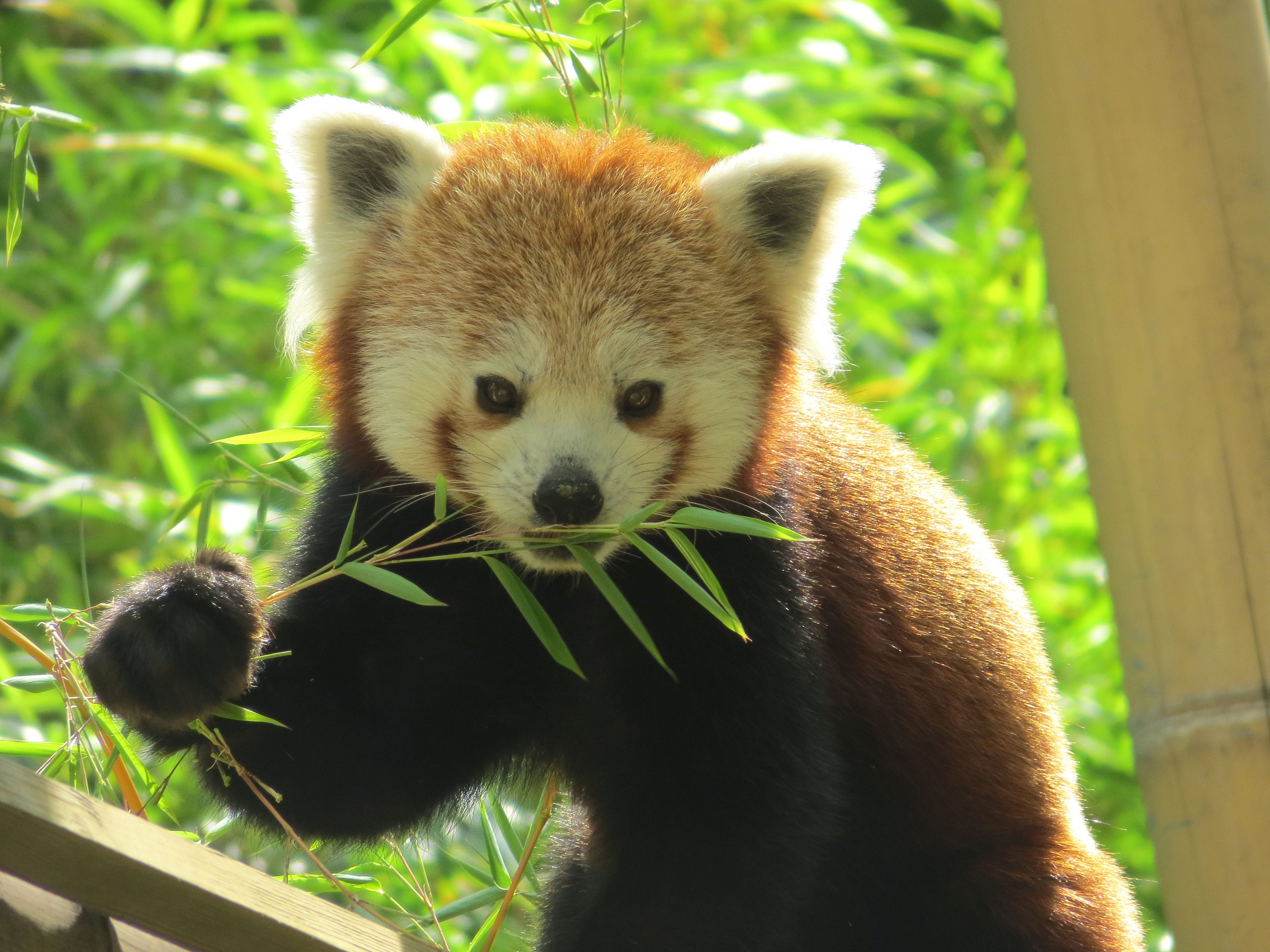 menagerie, 4K, animal head, tree, Bamboo, outdoors, grass, no people, Animal, close-up, soft, animal themes, looking, looking at camera, red panda, china, HD Wallpaper