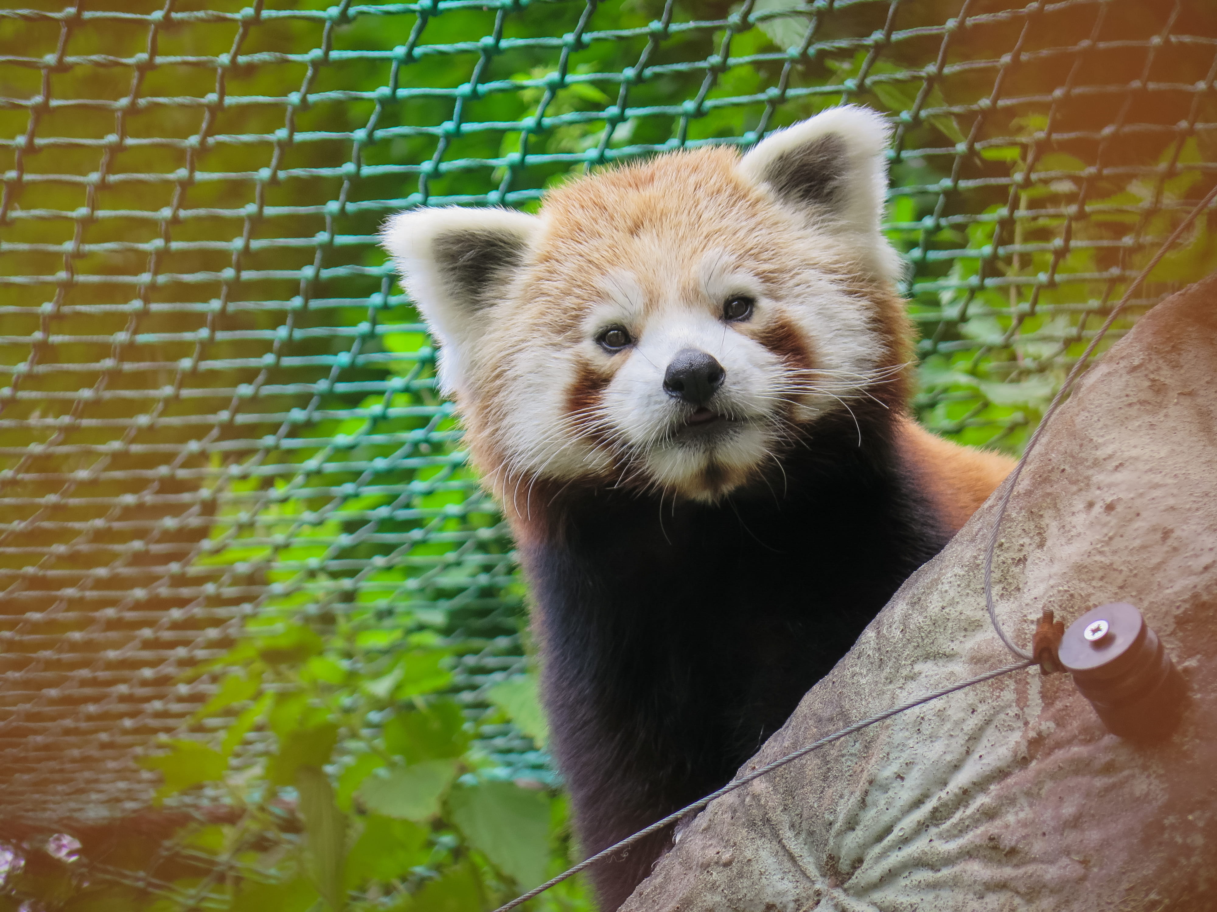 animal wildlife, looking at camera, close-up, whisker, zoo, behind, cute, mammal, animal head, animals in the wild, panda, focus on foreground, vertebrate, HD Wallpaper