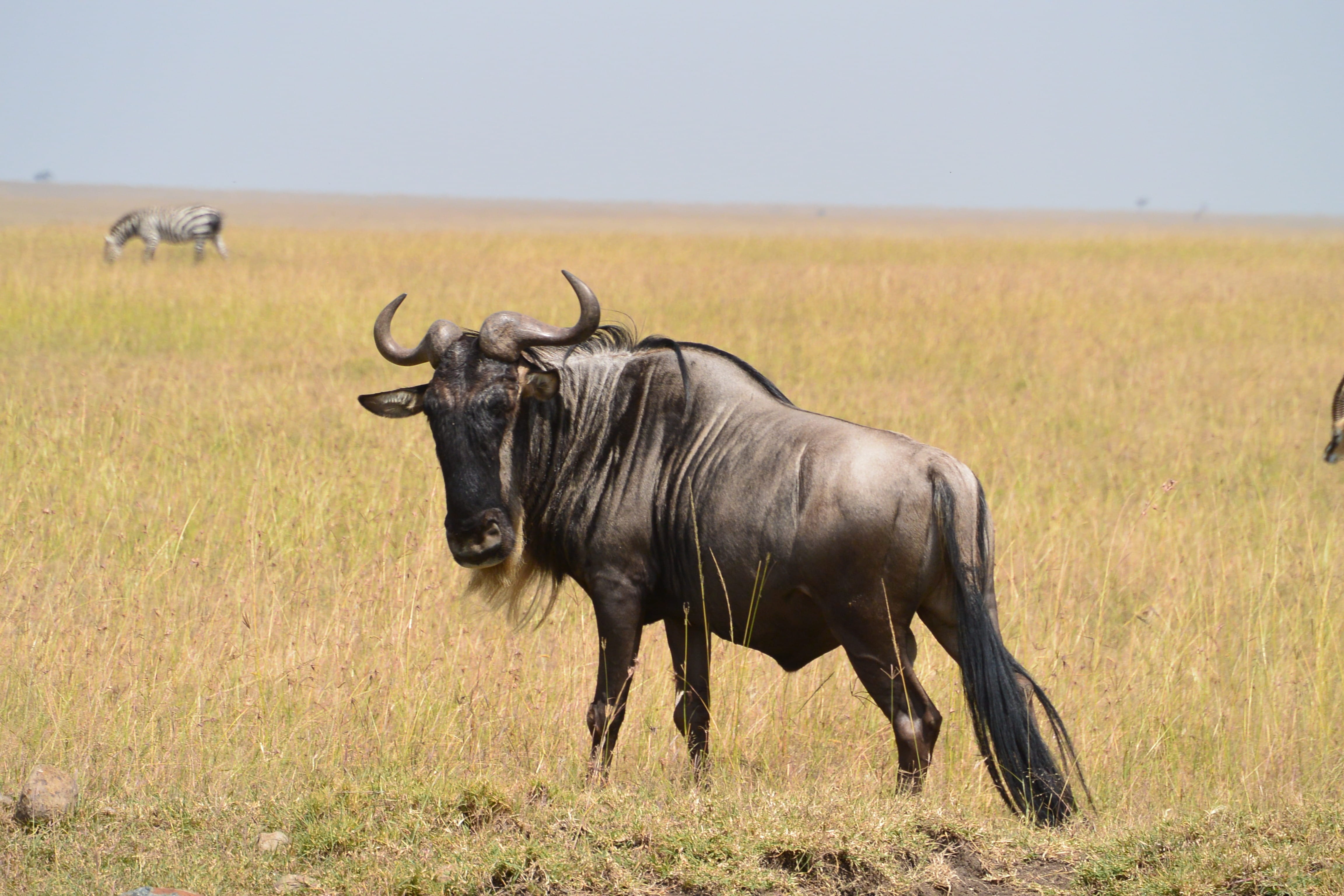 animal, herbivorous, nature, 4K, sky, africa, animals in the wild, selective, day, outdoors, grass, no people, photography, african, vertebrate, ungulate, HD Wallpaper