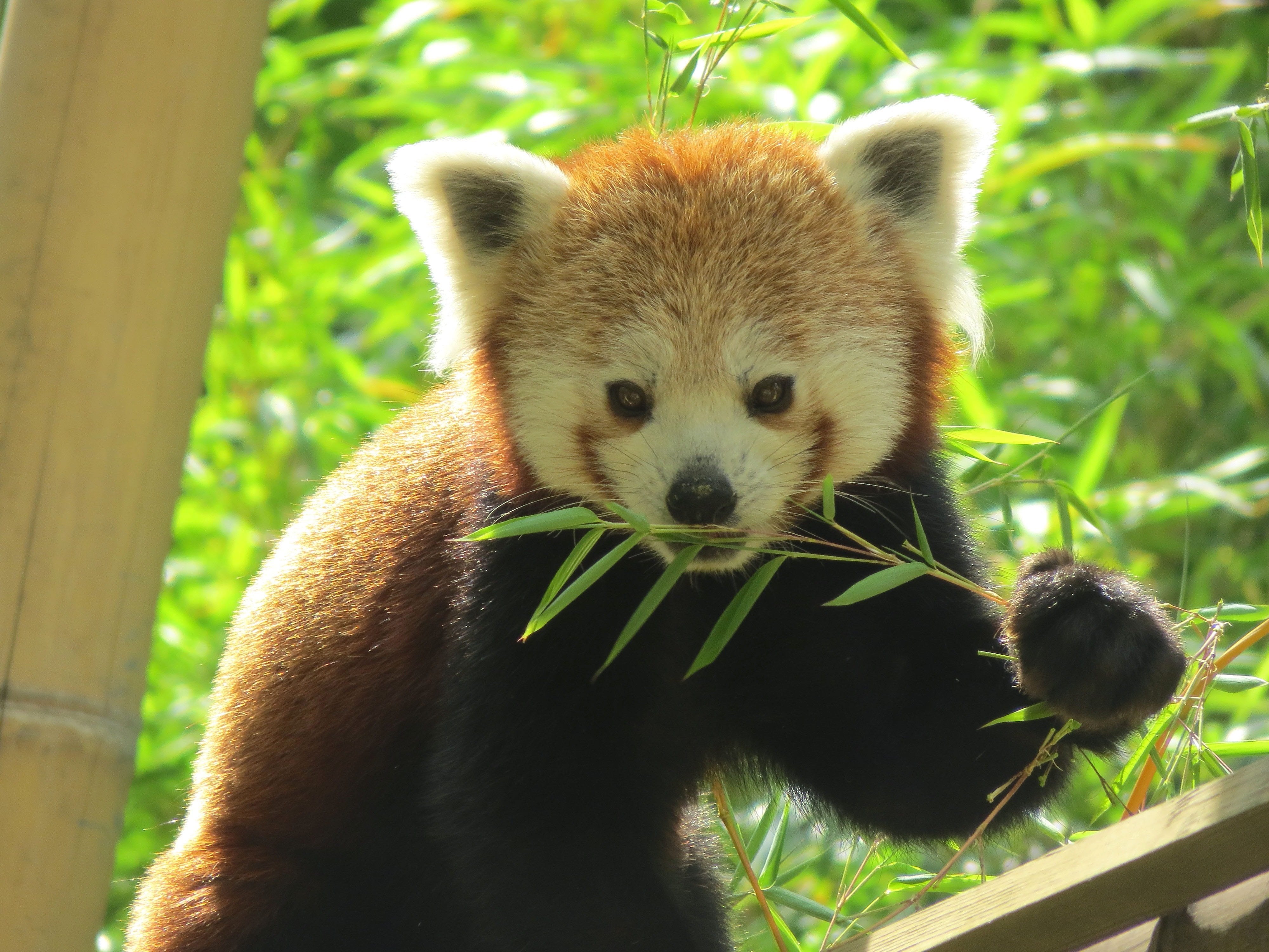 design, Wildlife, cartoon, adorable, black, animals in the wild, zoo, cute, Wild, tree, white, animal wildlife, asia, 4K, outdoors, happy, bamboo - plant, HD Wallpaper