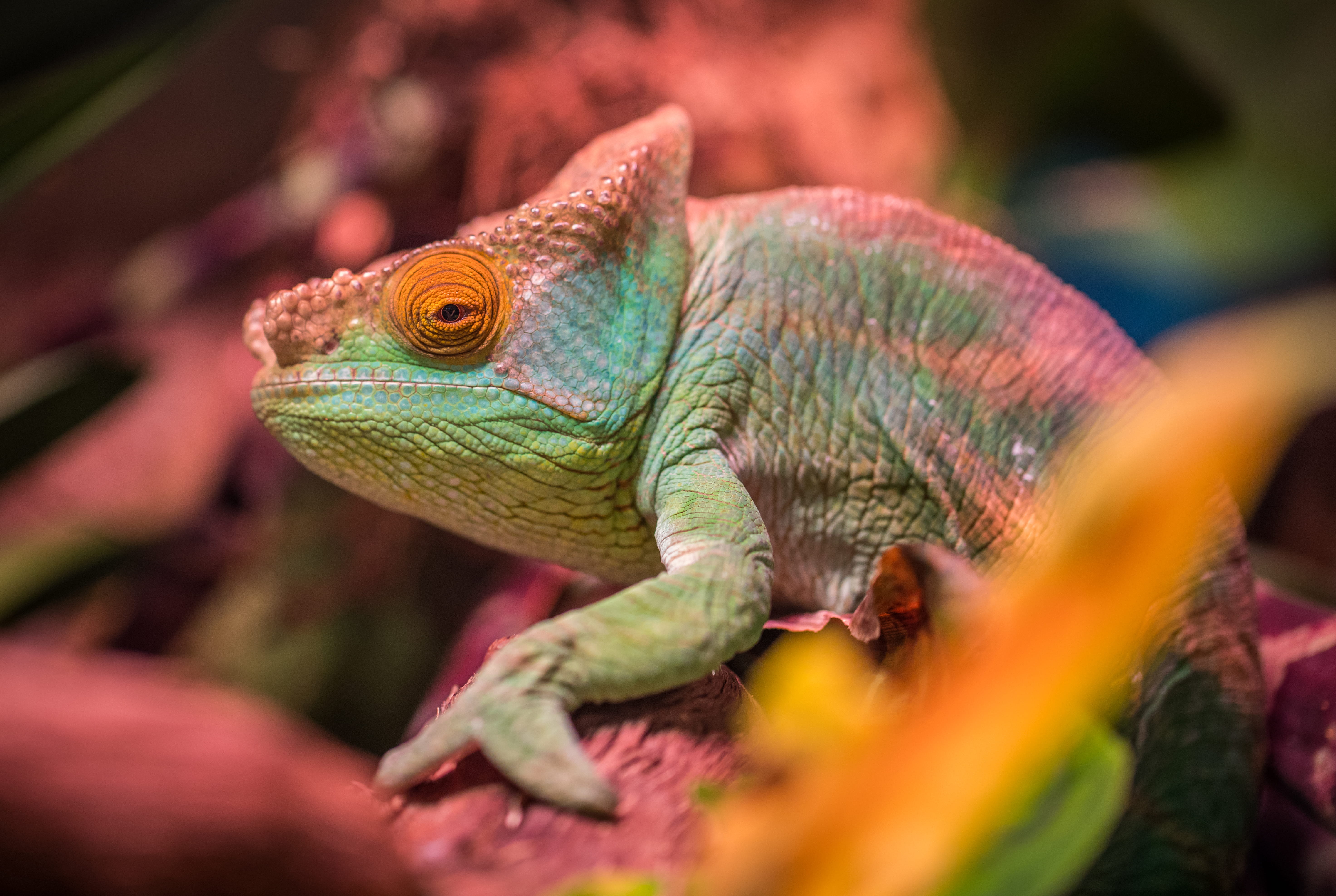 no people, 5K, animals in the wild, blur, selective focus, animal wildlife, color, vertebrate, wild, tropical, wood, animal themes, lizard, animal eye, HD Wallpaper