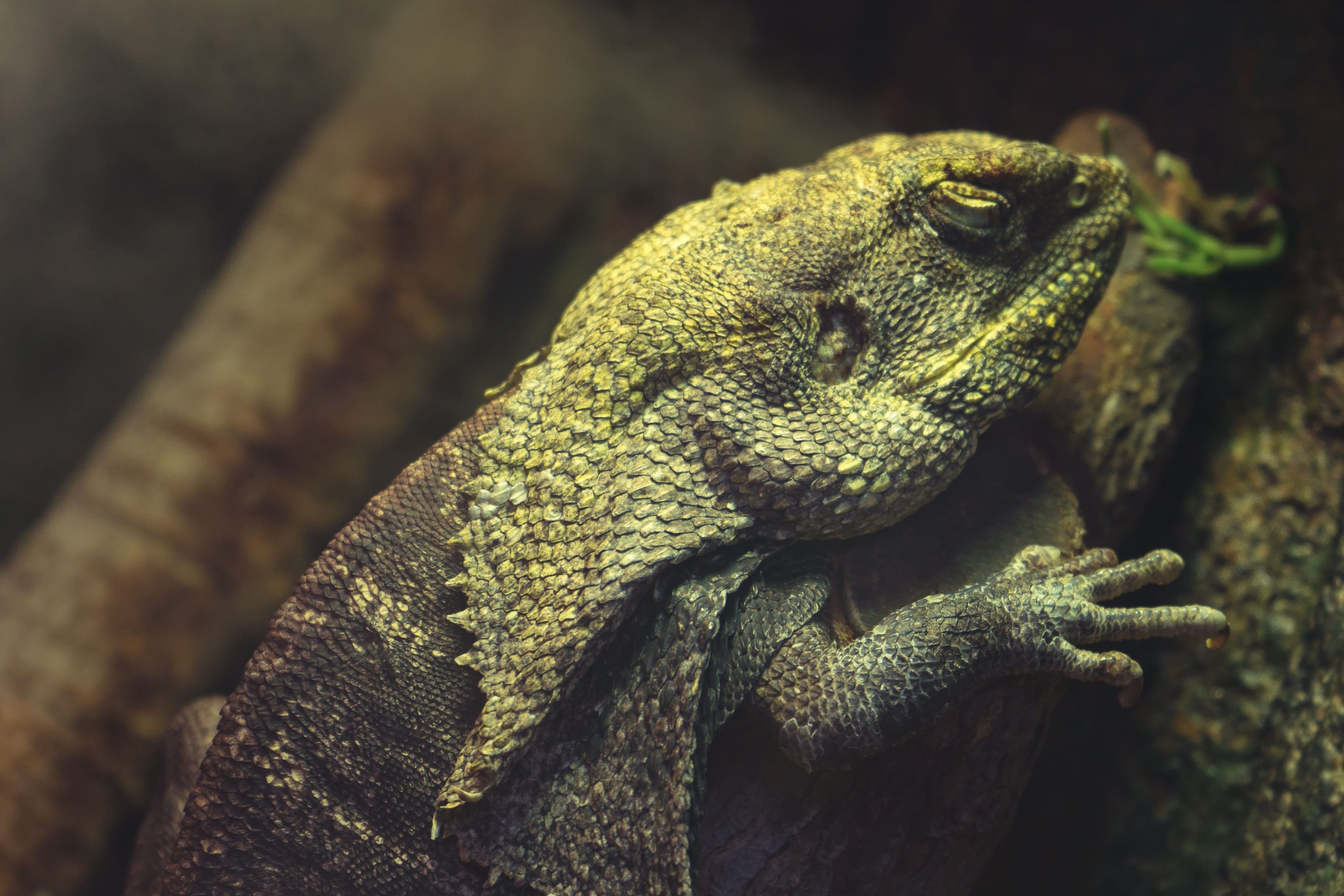 animal photography, animal body part, color, day, branch, iguana, animal, one animal, exotic, animals in the wild, lizard, animal head, blur, animal wildlife, HD Wallpaper