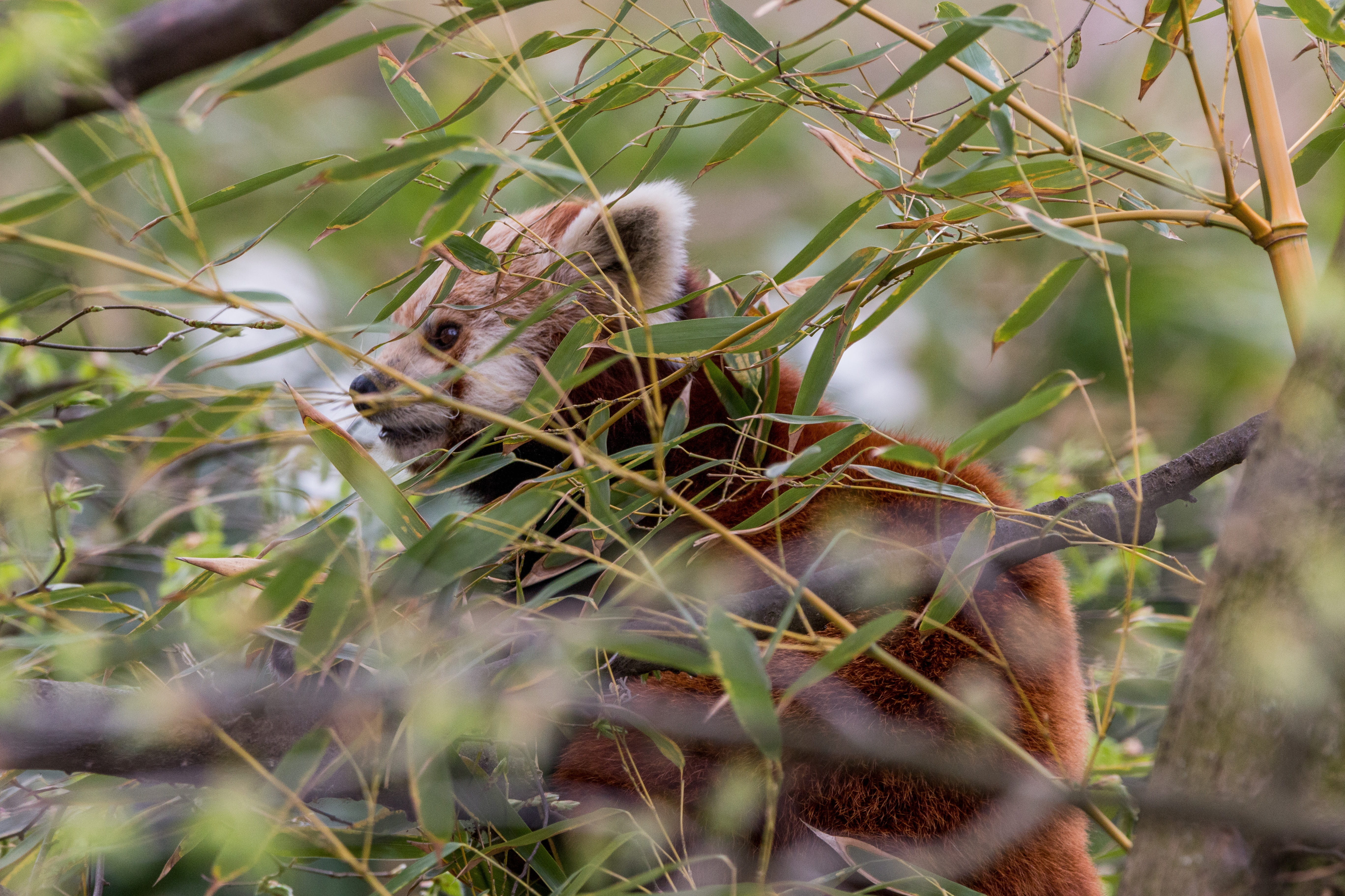 carnivore, plant, branch, wildlife, vertebrate, Red Panda, bear cat, animal wildlife, outdoors, close-up, leaf, one animal, Cat, nature, scheu, 5K, Bear, HD Wallpaper