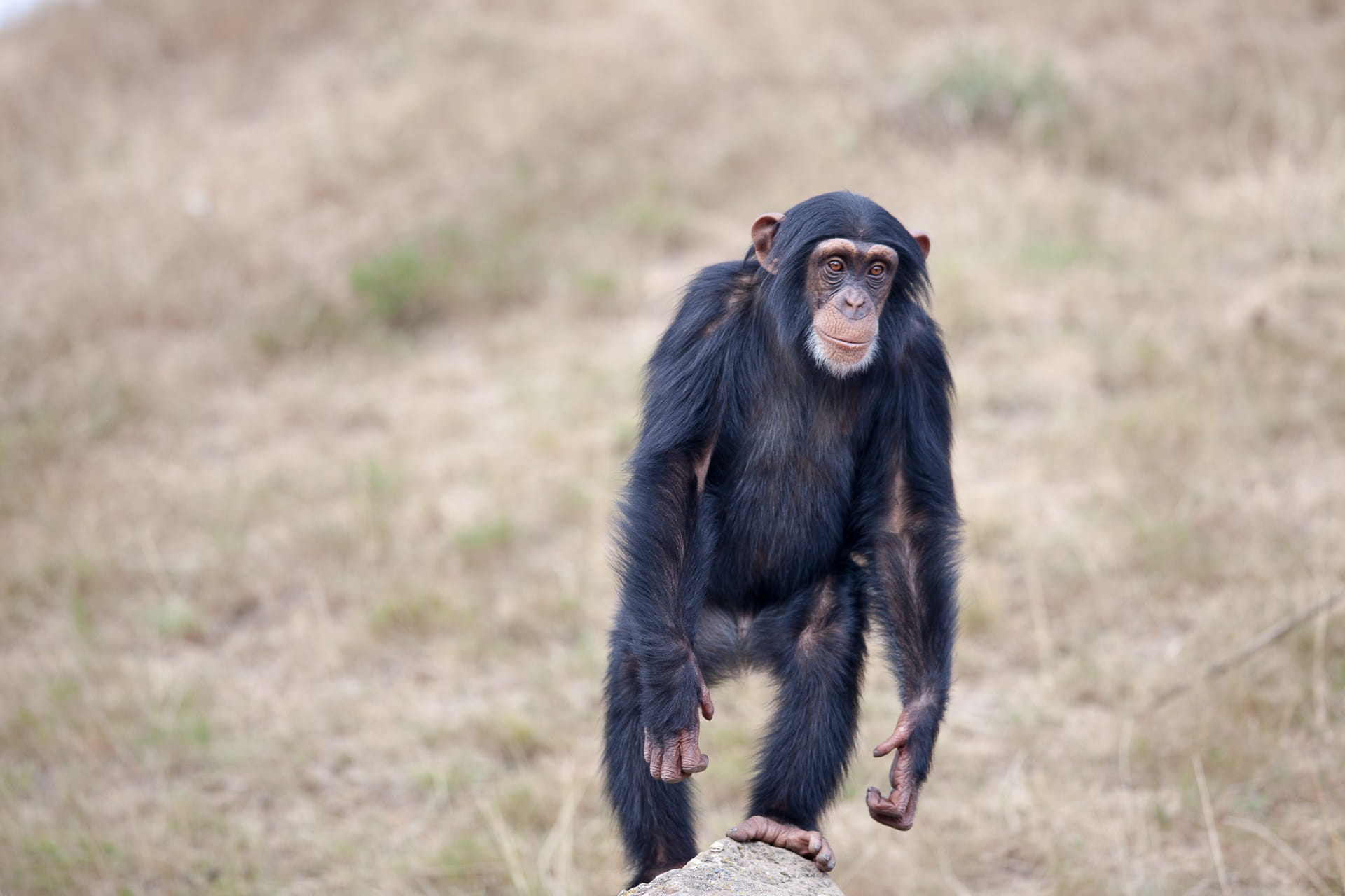 looking, animal, one animal, vertebrate, cute, baby, green, animals in the wild, baboon, surrounded, brown, sitting, full length, ape, furry, standing, HD Wallpaper