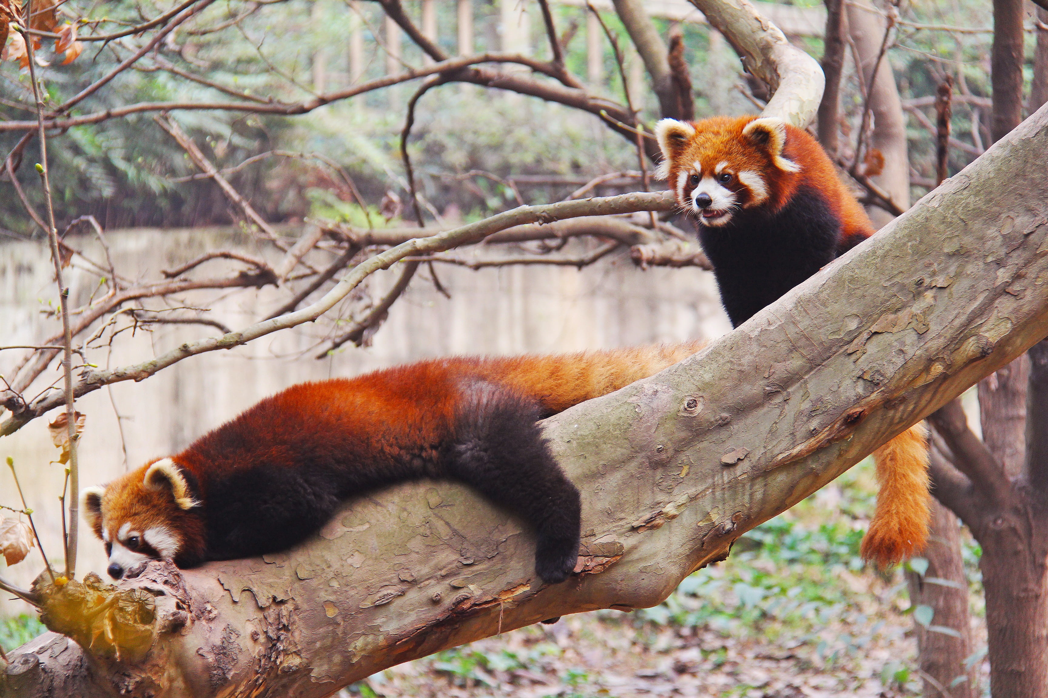 animal, chengdu, rare, near, branch, cute, animals in the wild, loveable, day, forest, animal themes, young, panda - animal, red panda, asia, one animal, HD Wallpaper