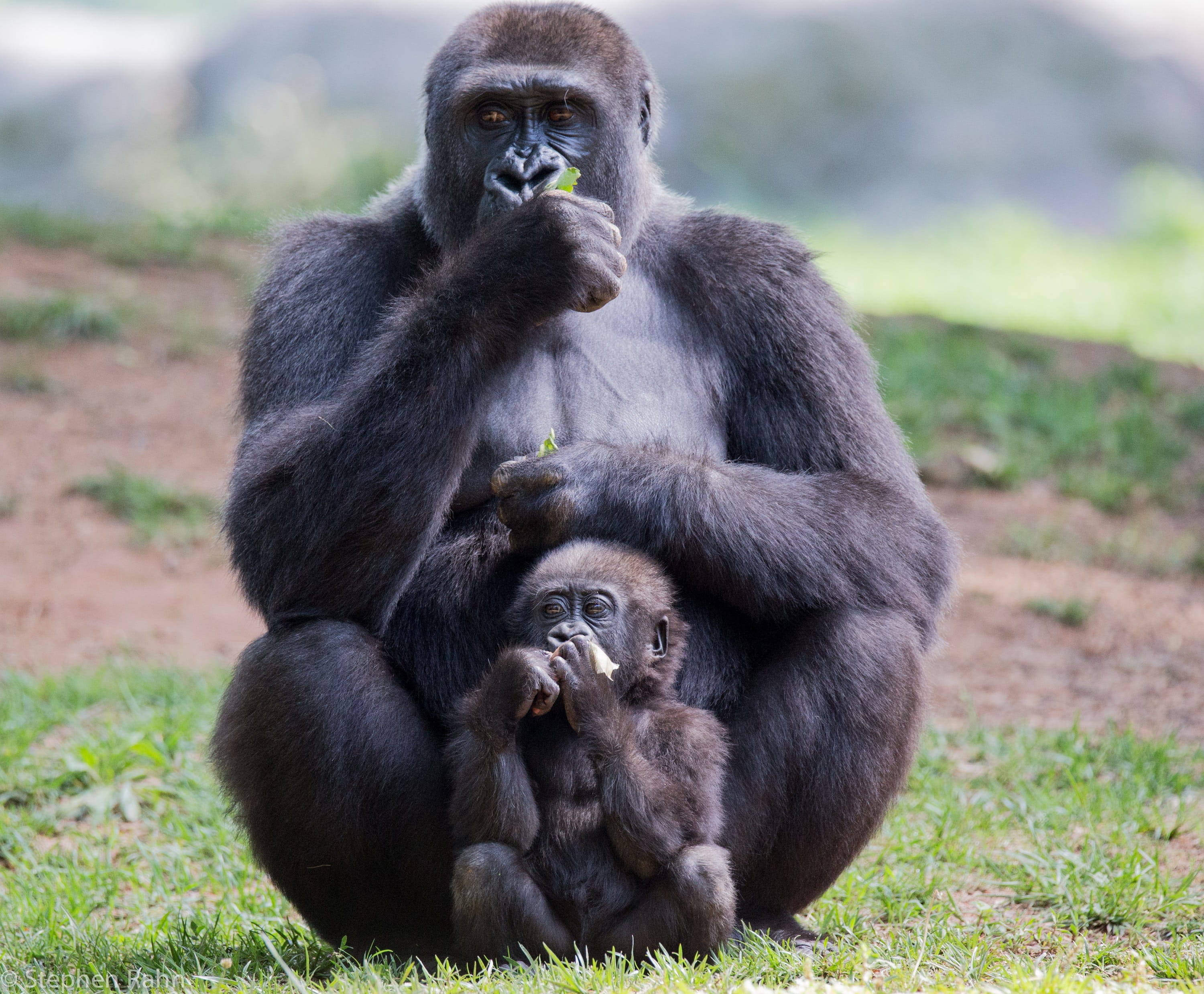 power, ape, care, animals in the wild, child, powerful, security, animal family, togetherness, nature, primate, animals, young animal, group of animals, HD Wallpaper