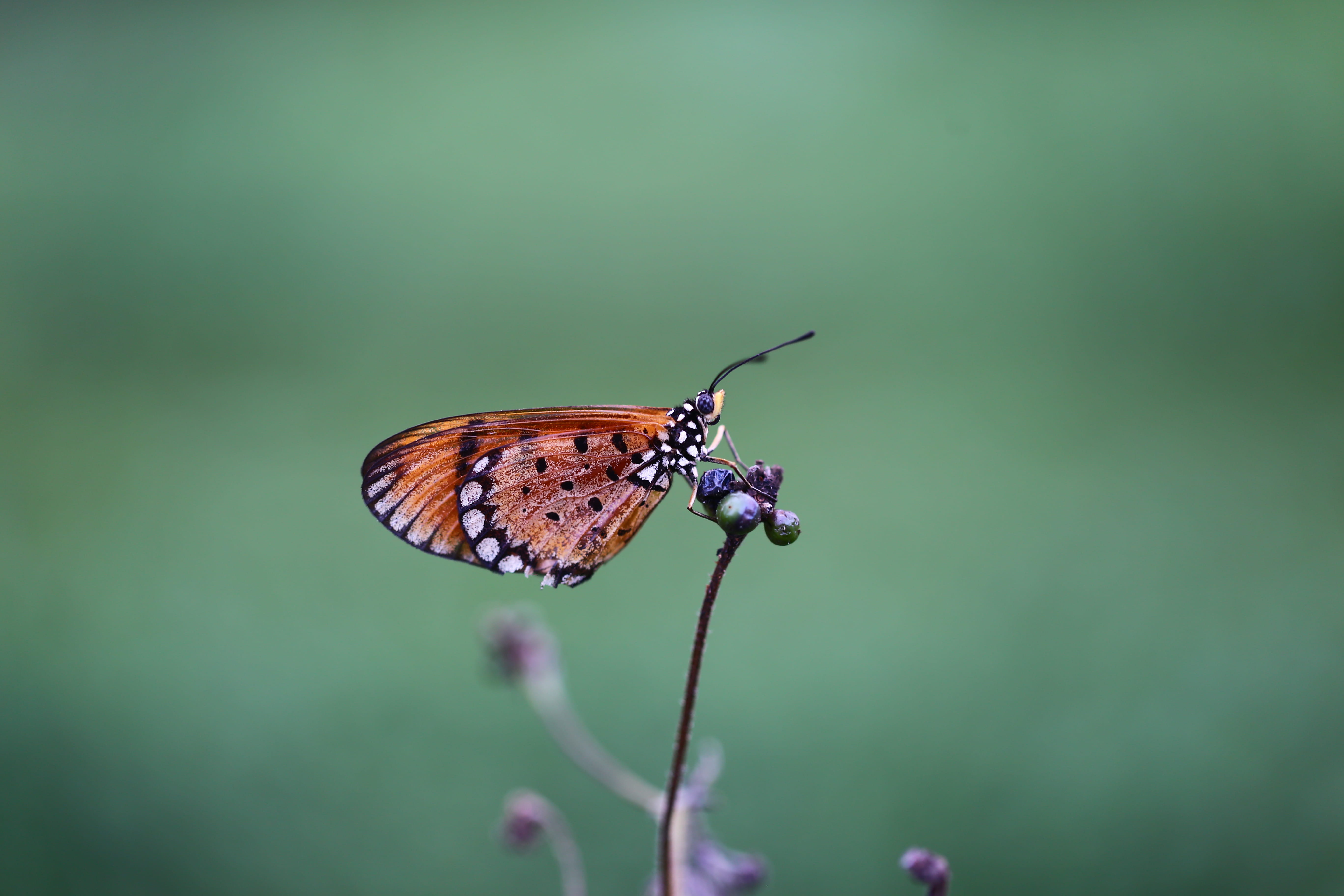 animal wildlife, beauty in nature, flower, fly, wild, one animal, entomology, close-up, animal themes, butterfly - insect, plant, beautiful, brown, focus on foreground, HD Wallpaper