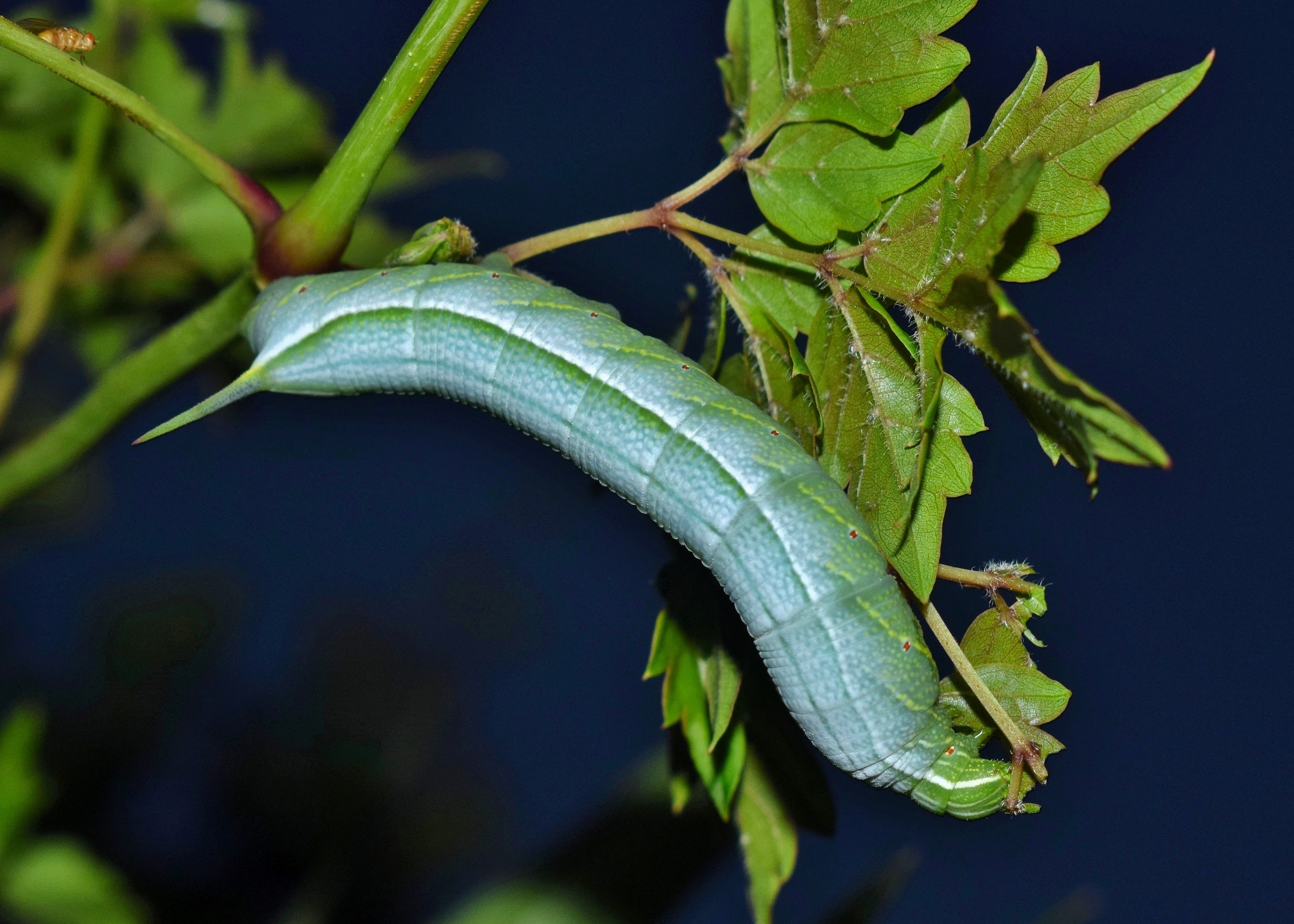 species, insect, close, green, metamorphosis, larvae, freshness, day, plant, growth, color, photography, nature, caterpillar, focus on foreground, close up, HD Wallpaper