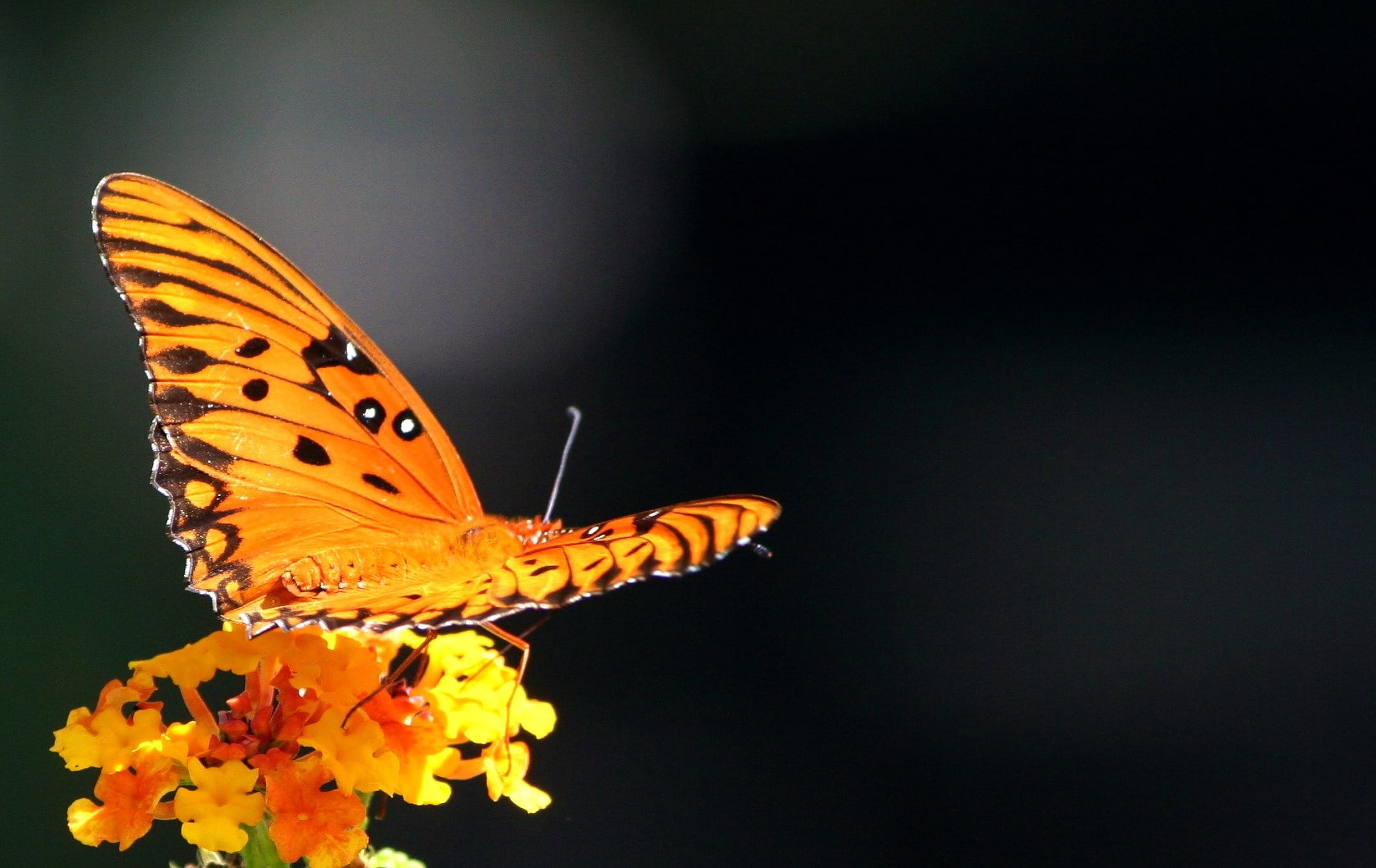 biology, antennae, metamorphosis, animal wing, nature, animal, selective, animal body part, quiet, petal, moth, ecology, black background, butterfly - insect, HD Wallpaper