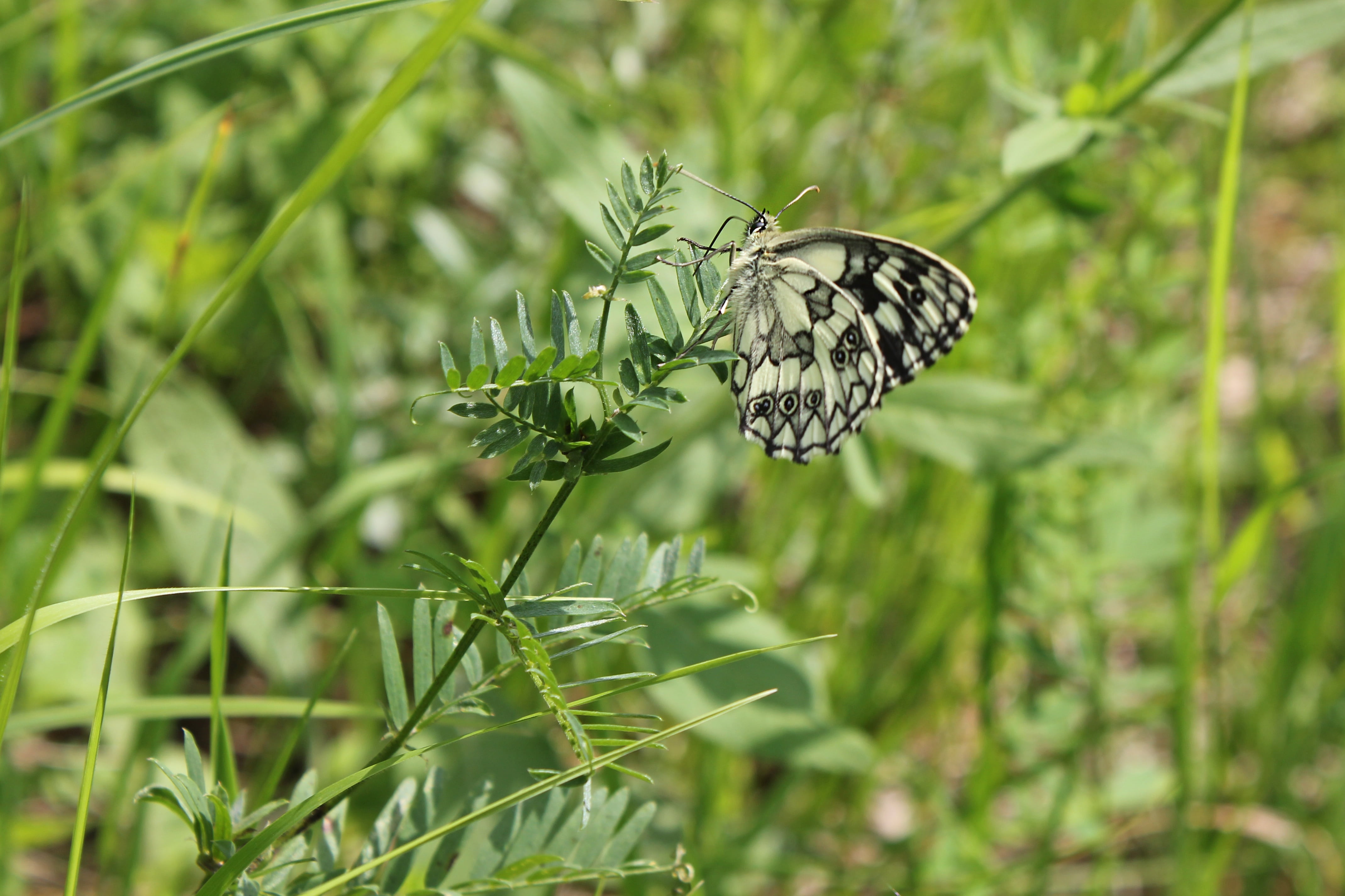 vulnerability, plant part, flower, plant, butterfly, beauty in nature, animal wing, nature, white, day, one animal, wild, animals in the wild, biology, HD Wallpaper