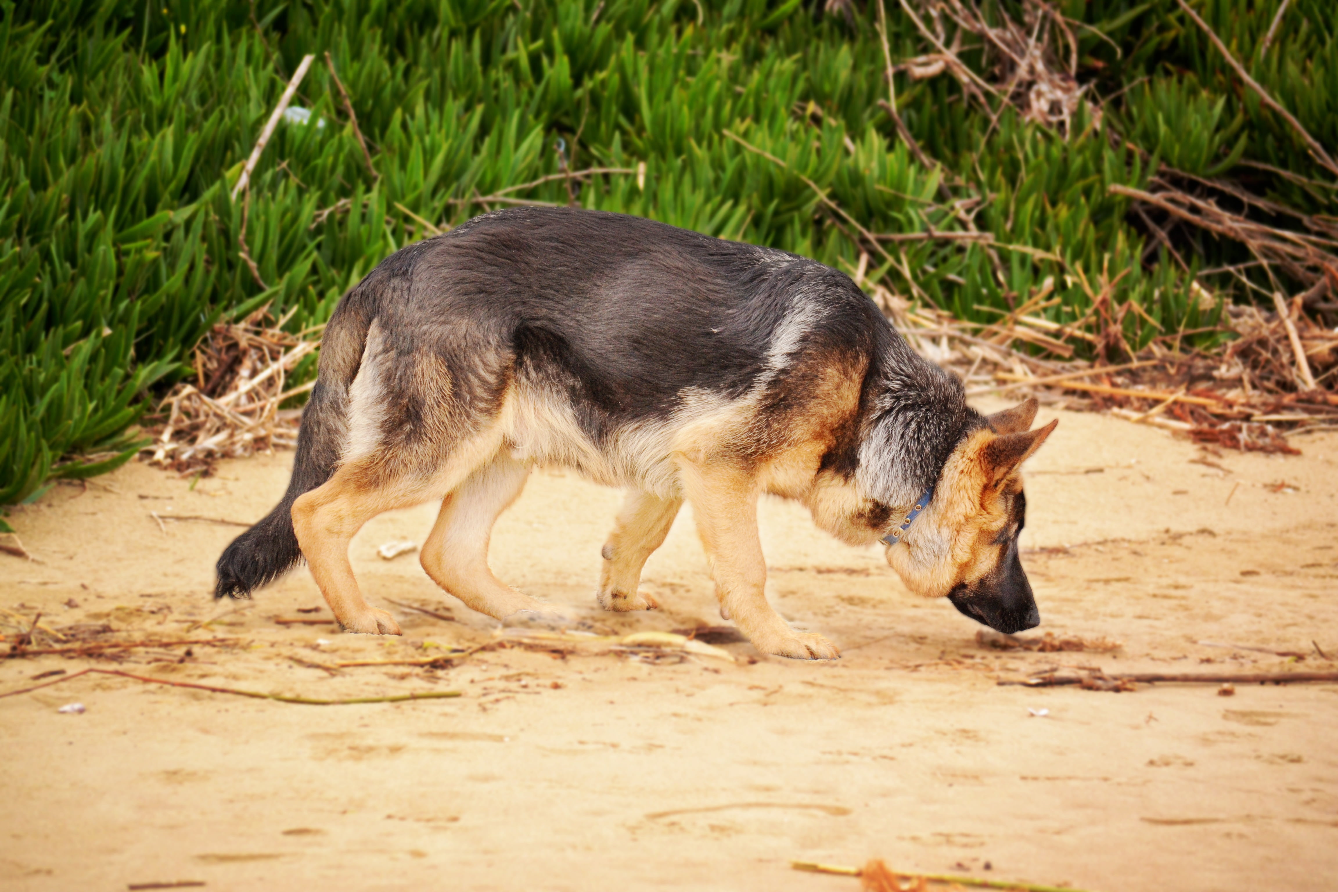 canine, land, full length, animal, day, no people, field, fur, purebred, outdoors, semi-arid, brown, animal themes, mammal, domestic animals, vertebrate, HD Wallpaper