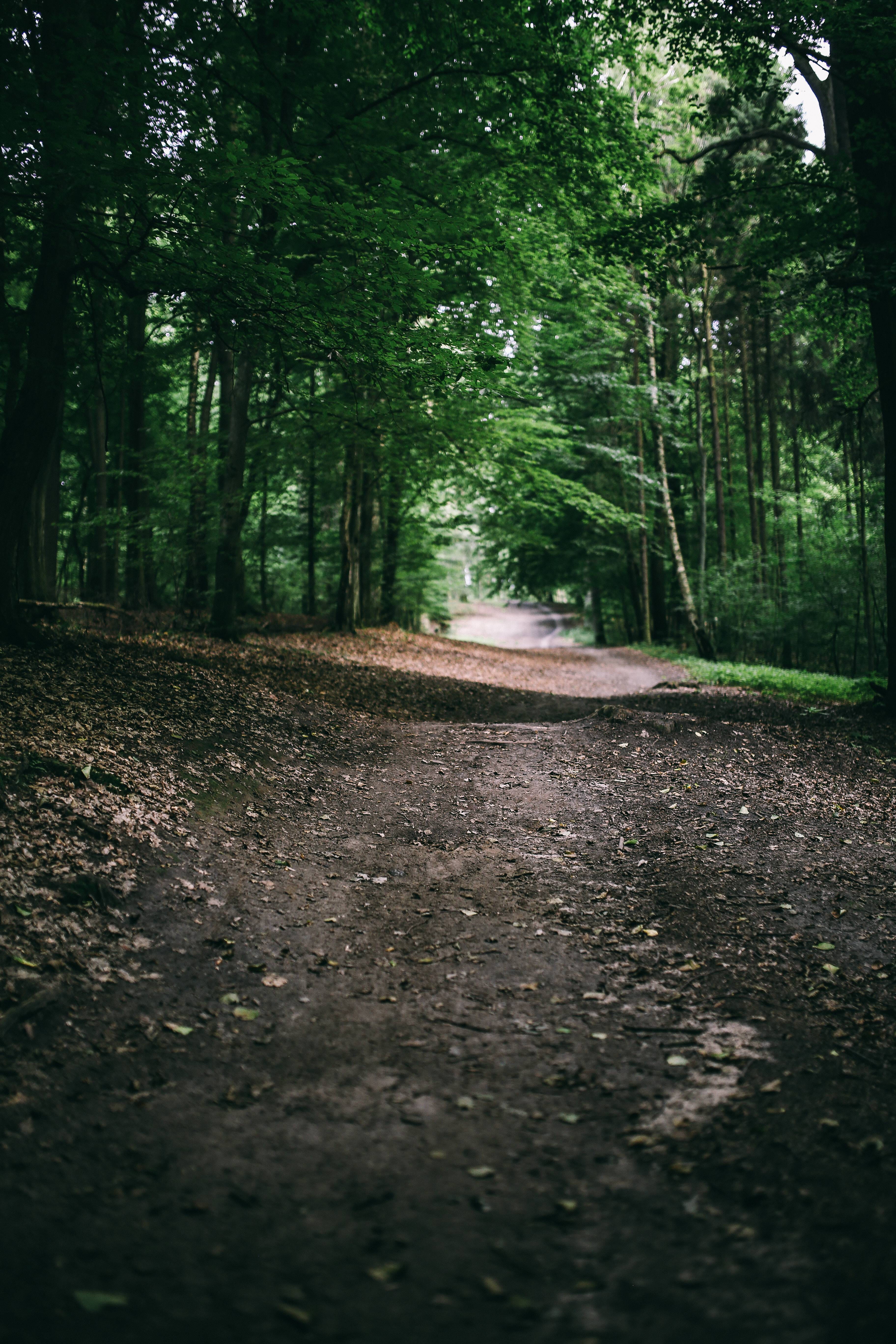 tree, footpath, walk, scenics, trees, long, forest, day, road, green Color, tranquility, grass, beauty in nature, outdoors, leaves, summer, growth, tranquil scene, Phone HD Wallpaper